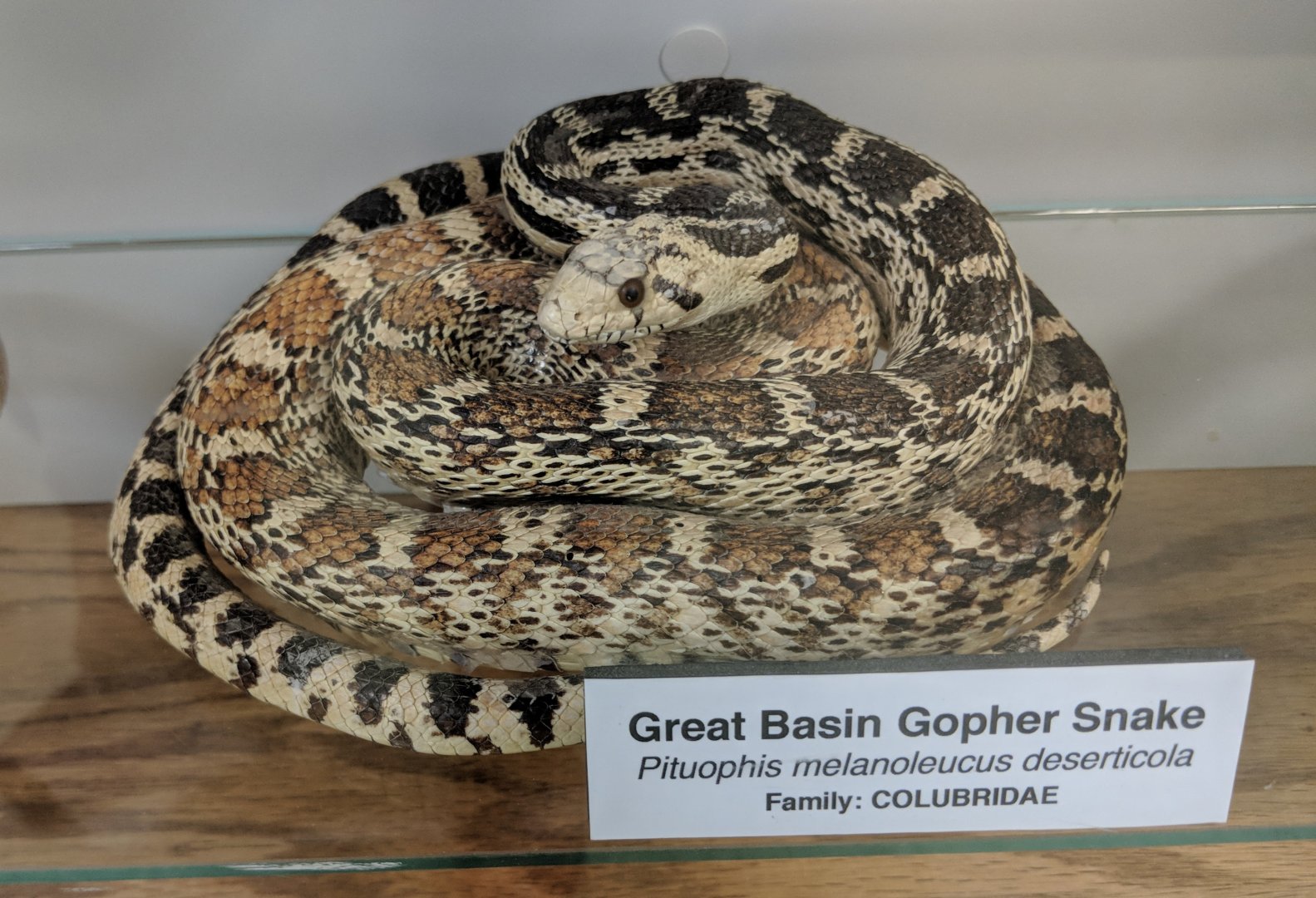 Great basin gopher snake (Pituophis catenifer deserticola)