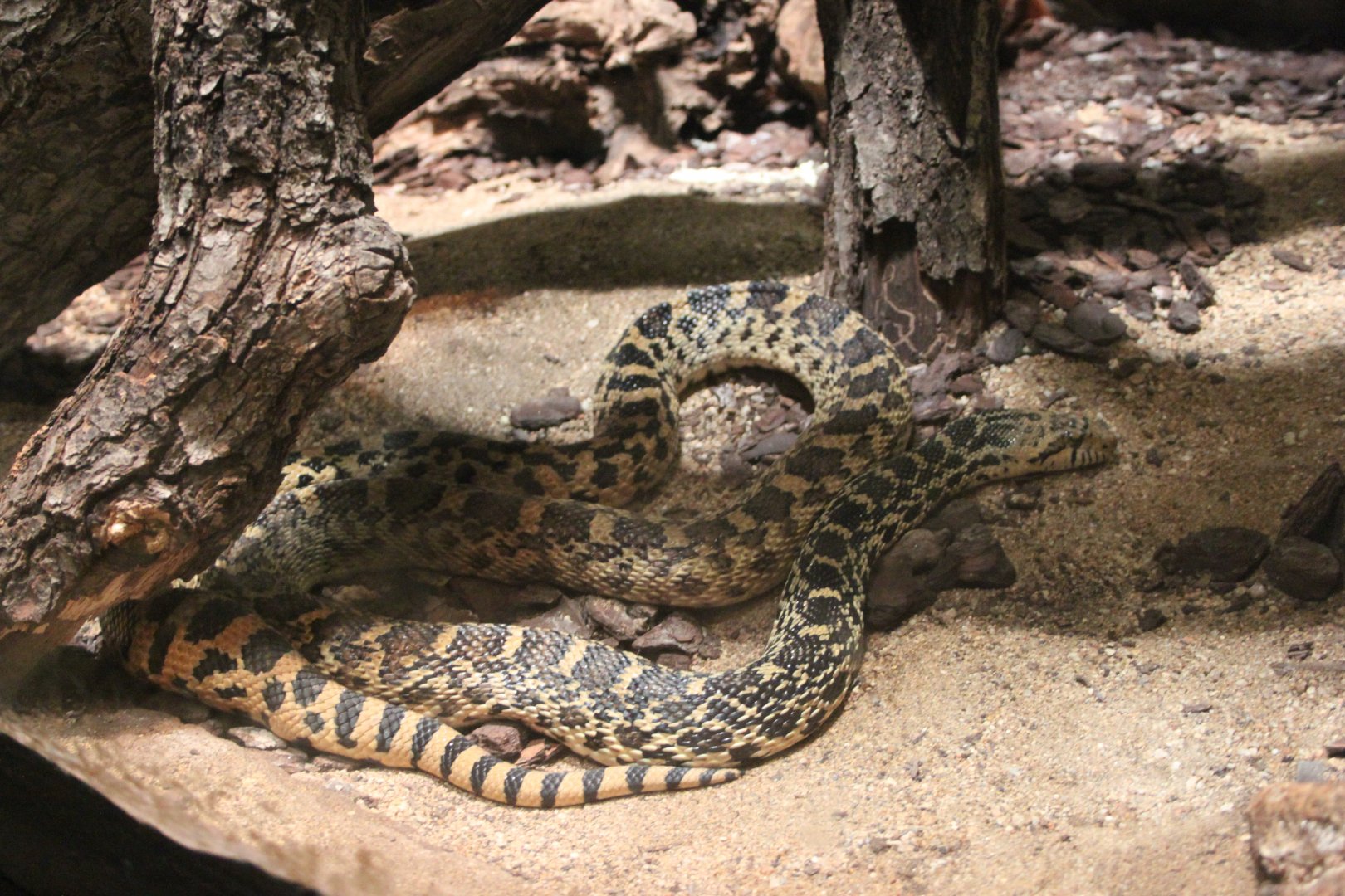 Great Basin gopher snake (Pituophis catenifer deserticola)