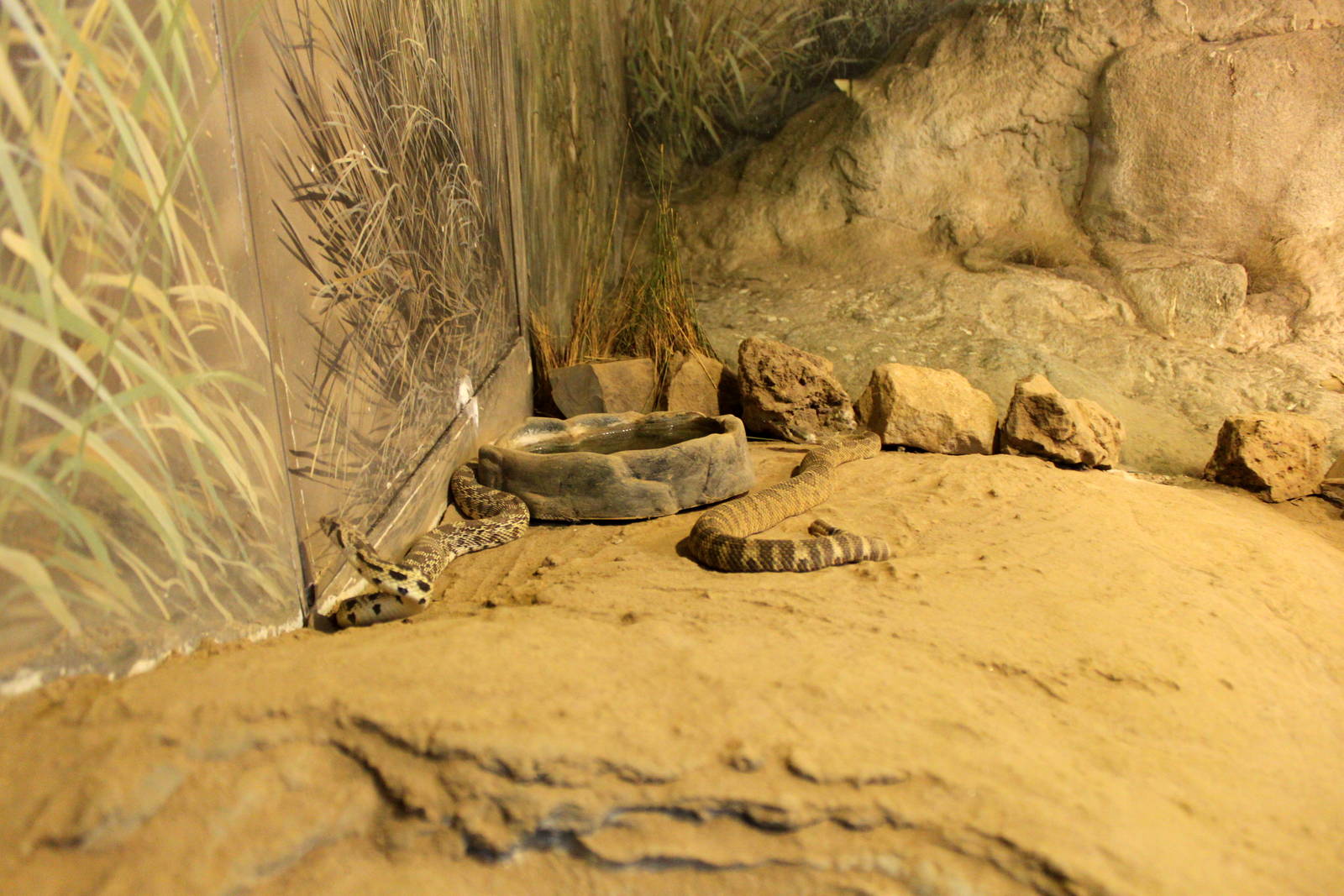 Great Basin Rattlesnake and Gopher Snake