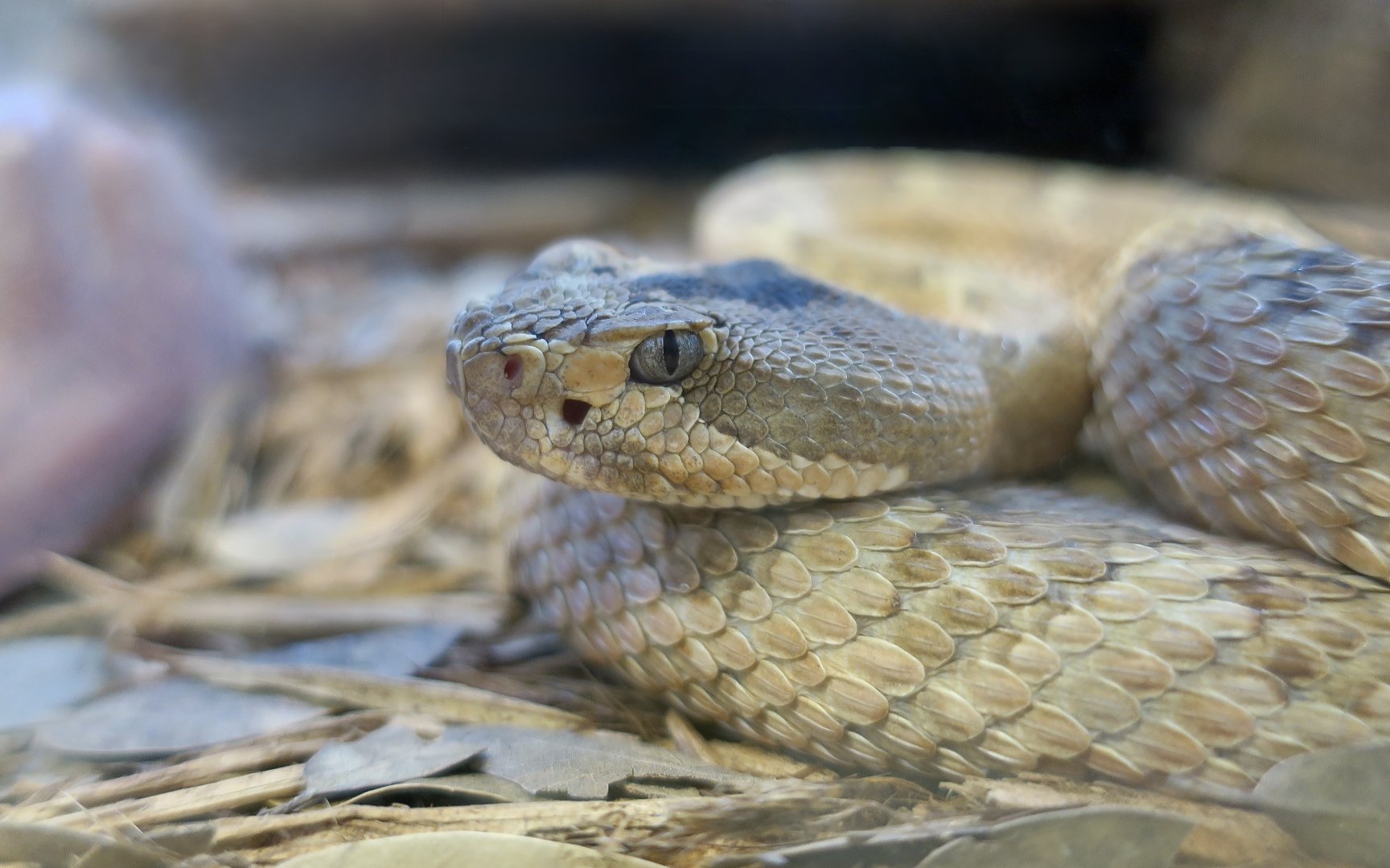 Great Basin Rattlesnake (Crotalus lutosus)