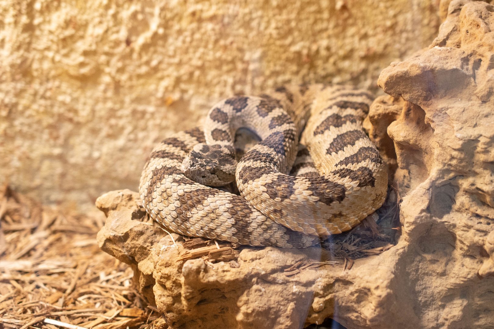 Great Basin Rattlesnake- Crotalus oreganus lutosus