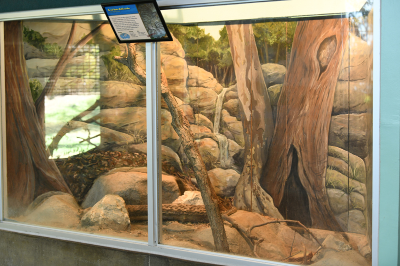 Great Basin rattlesnake exhibit