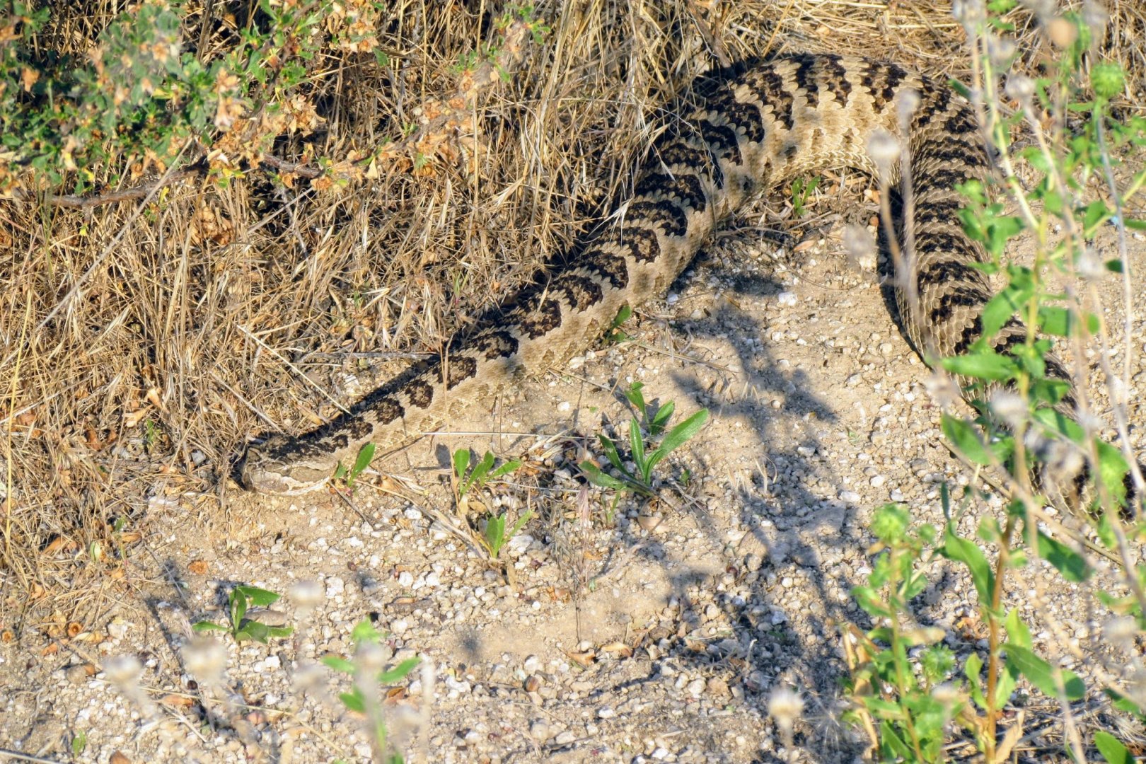 Great Basin Rattlesnake