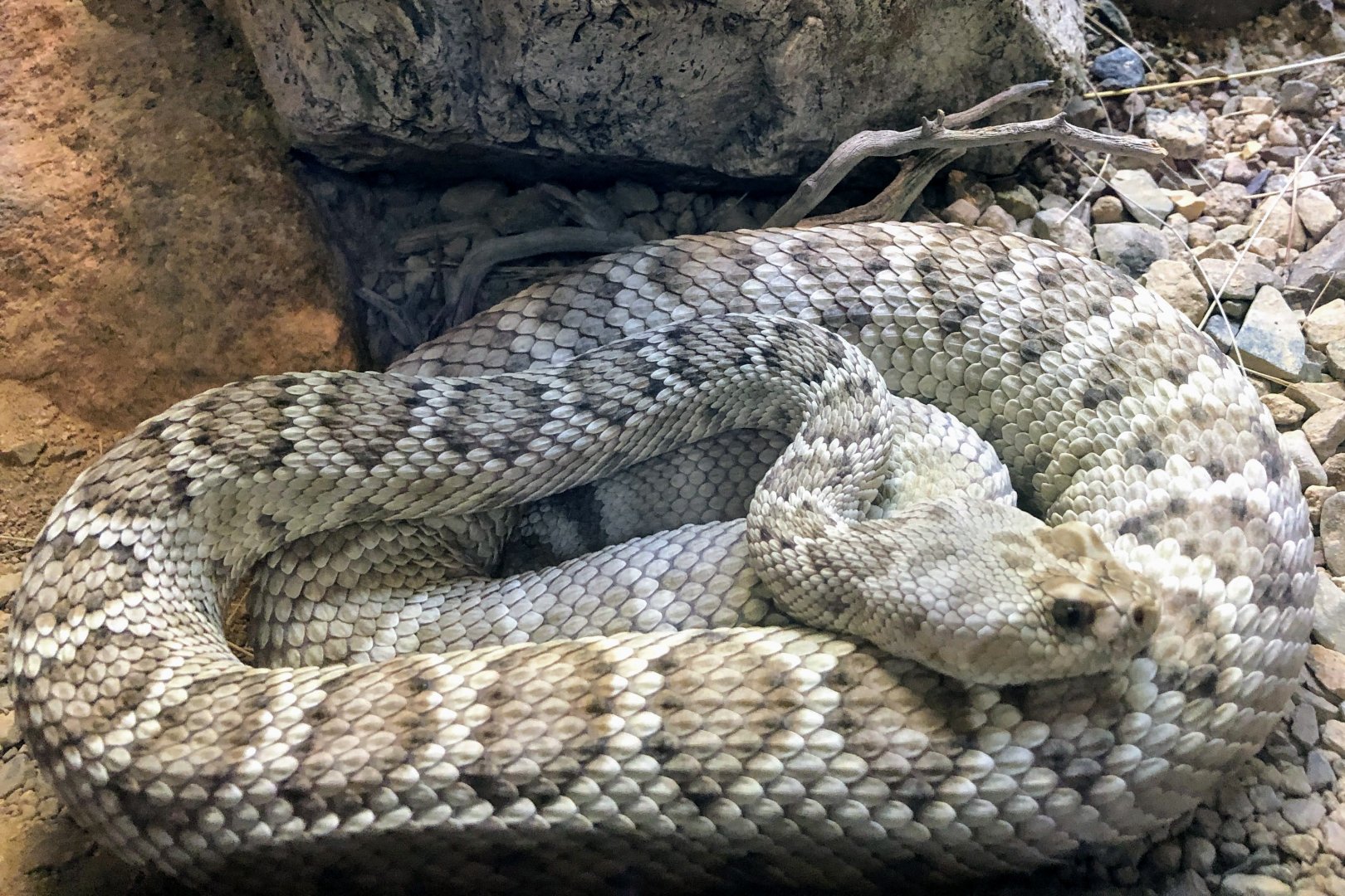 Great Basin Rattlesnake