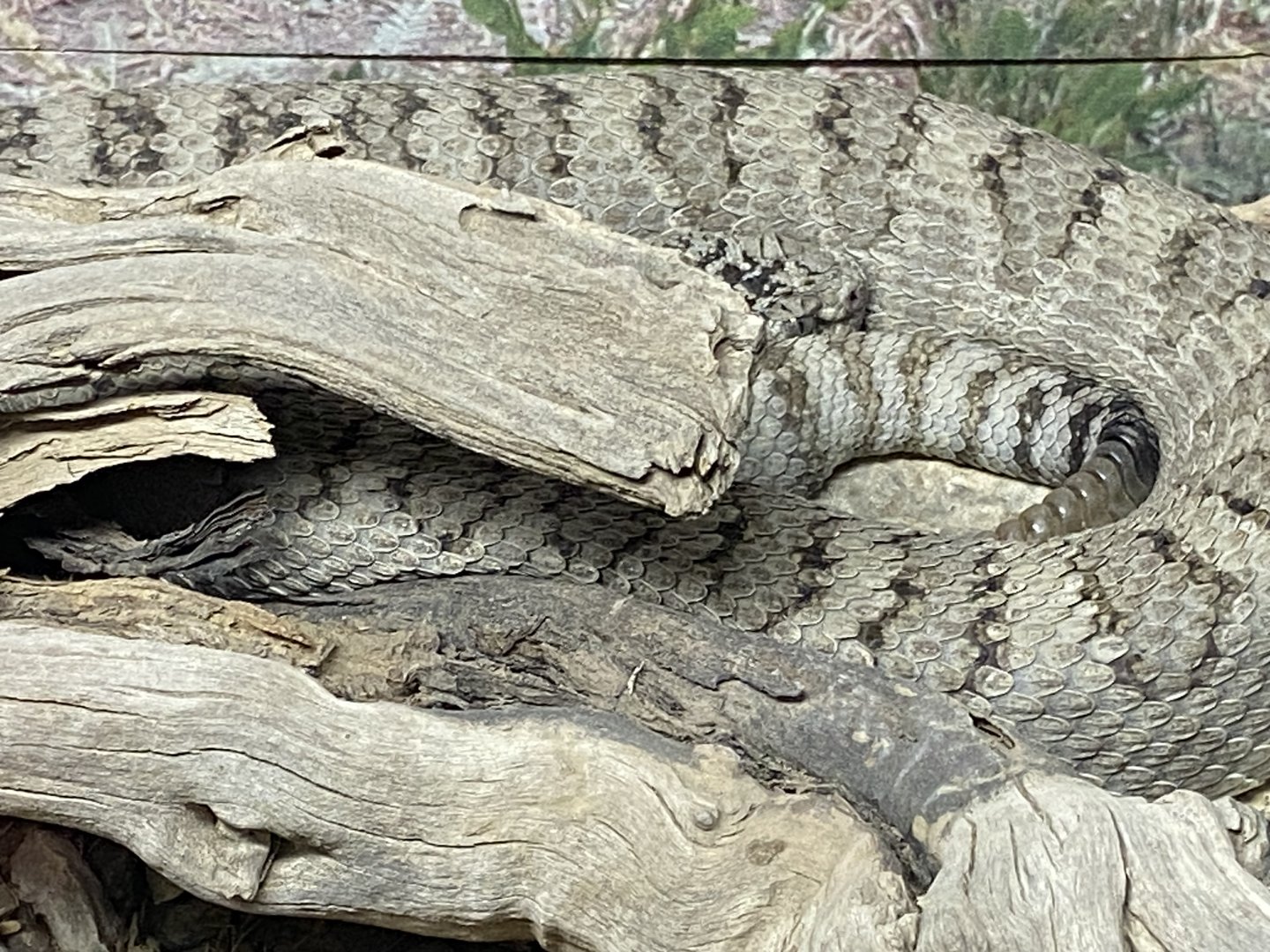 Great Basin Rattlesnake