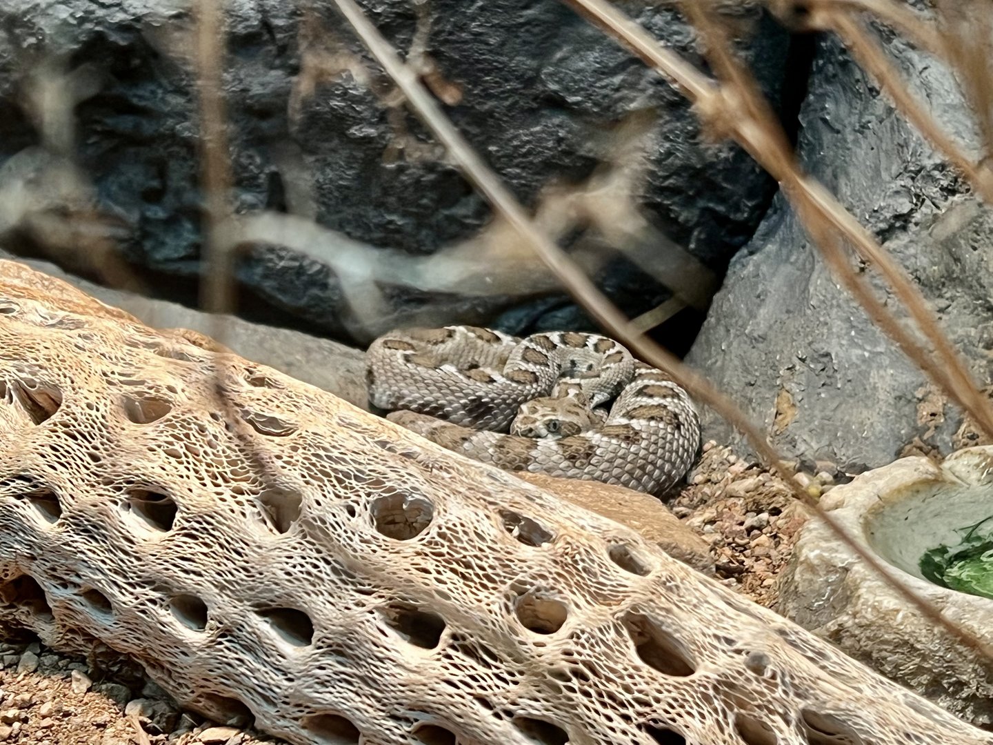 Great Basin Rattlesnake