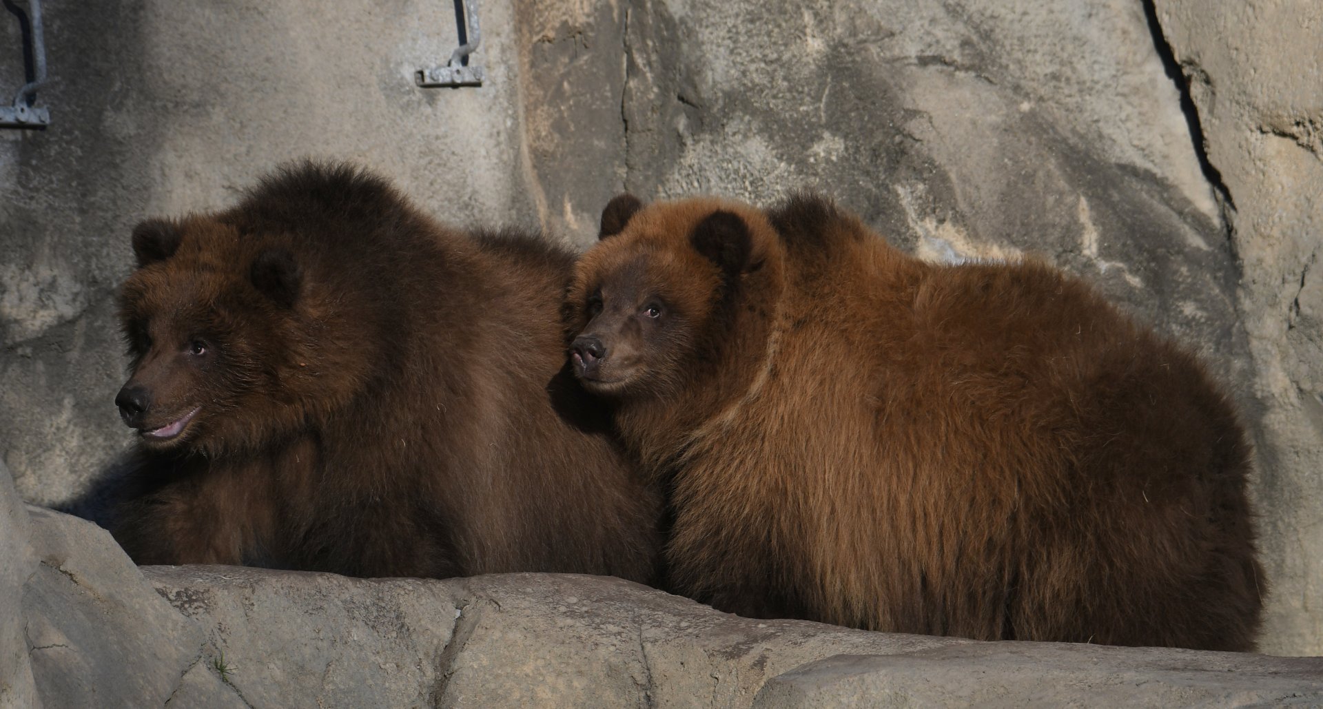 Great Bear Wilderness - 11-Month-Old Alaskan Brown Bears Tim & Jess