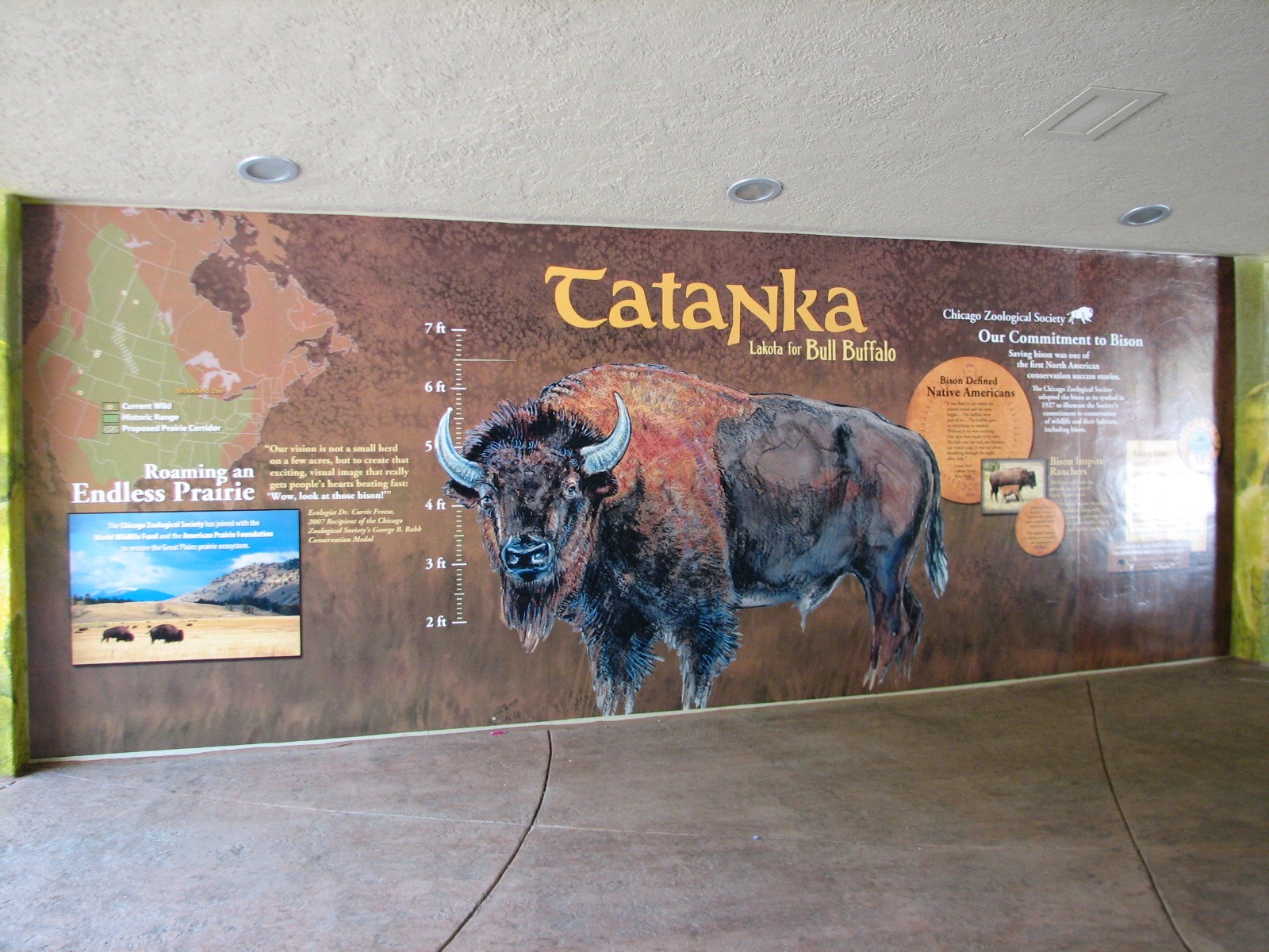 Great Bear Wilderness - American Bison Exhibit - Graphic