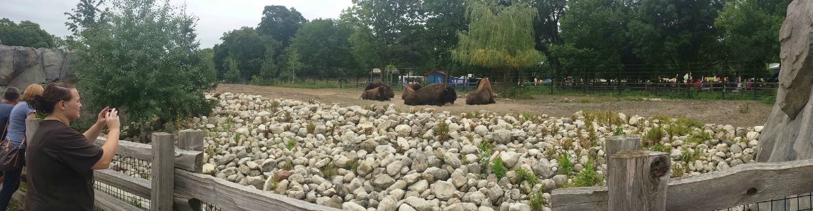 Great Bear Wilderness - American Bison Exhibit