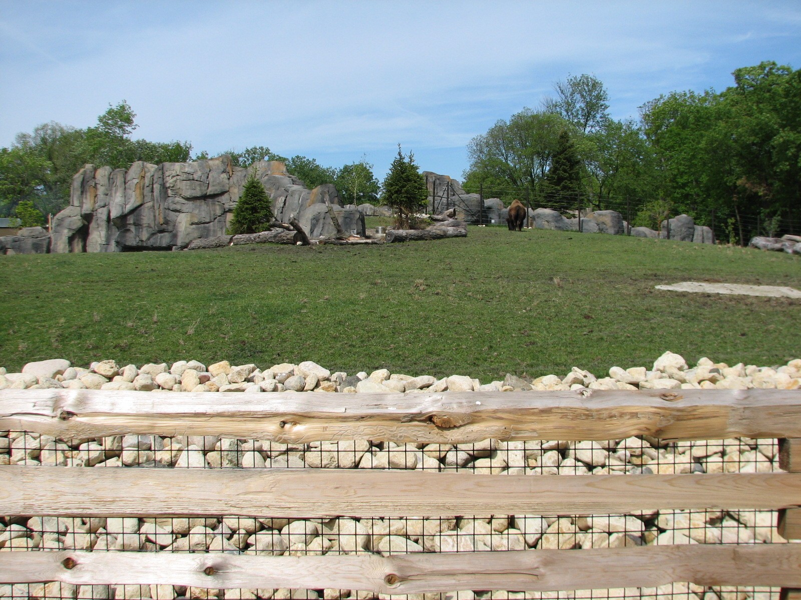 Great Bear Wilderness - American Bison Exhibit