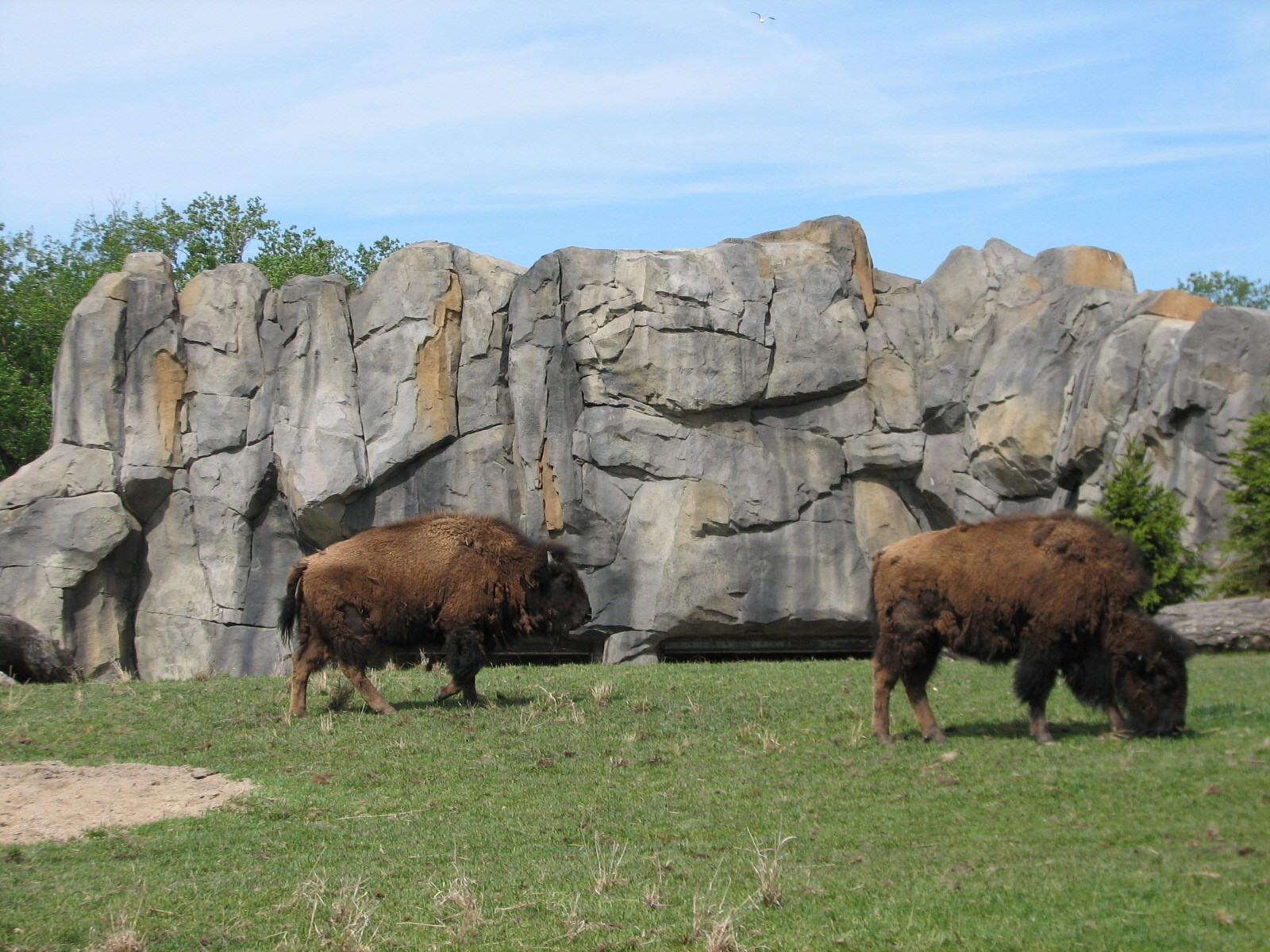 Great Bear Wilderness - American Bison Exhibit