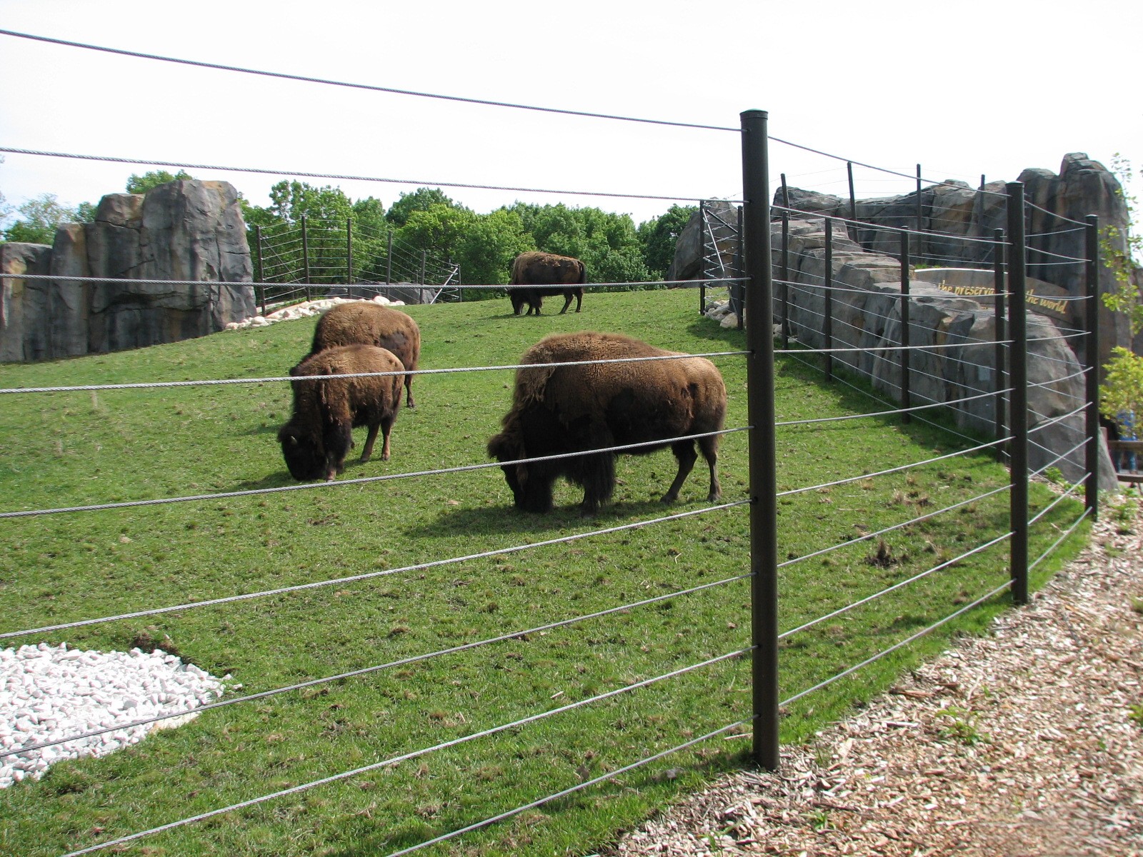 Great Bear Wilderness - American Bison Exhibit