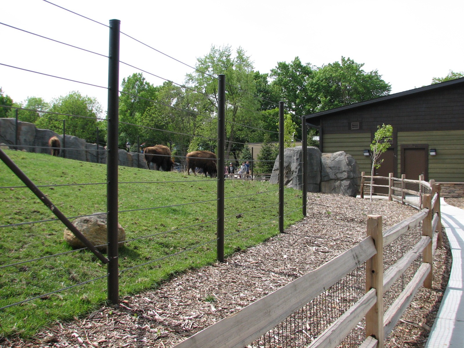 Great Bear Wilderness - American Bison Exhibit