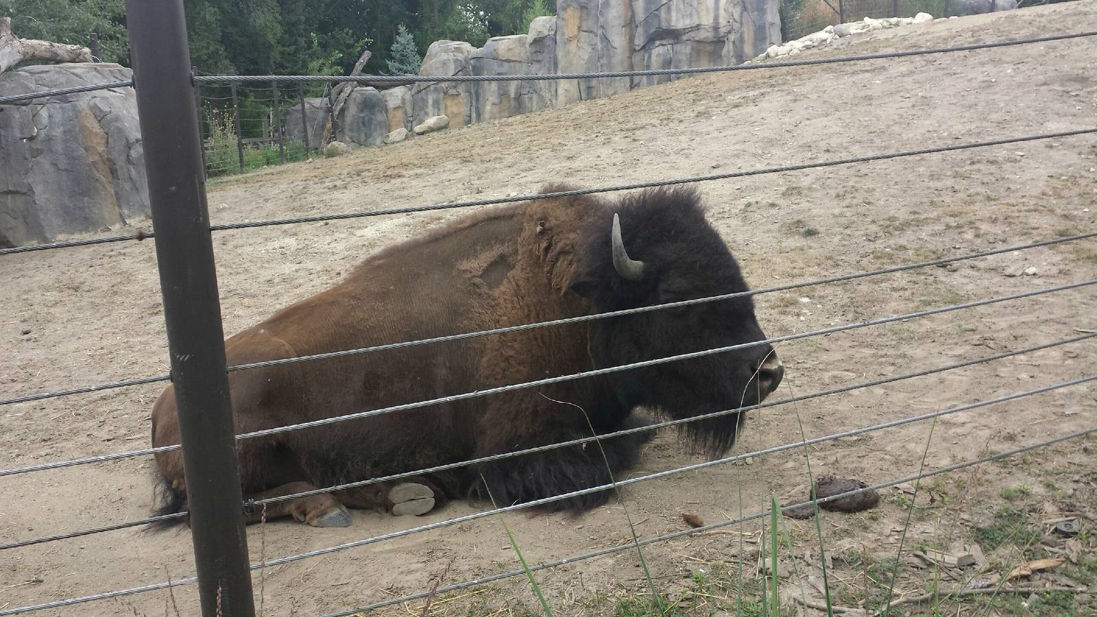 Great Bear Wilderness - American Bison