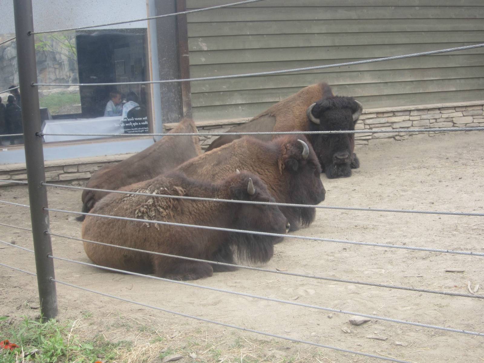 Great Bear Wilderness - American Bisons