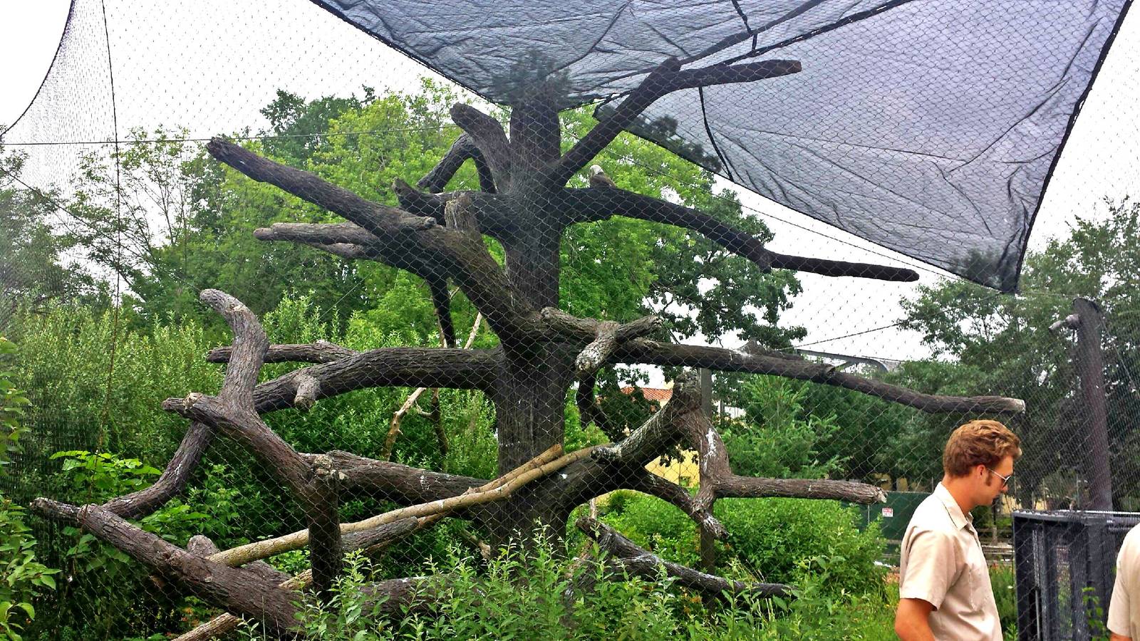 Great Bear Wilderness - Bald Eagle Exhibit