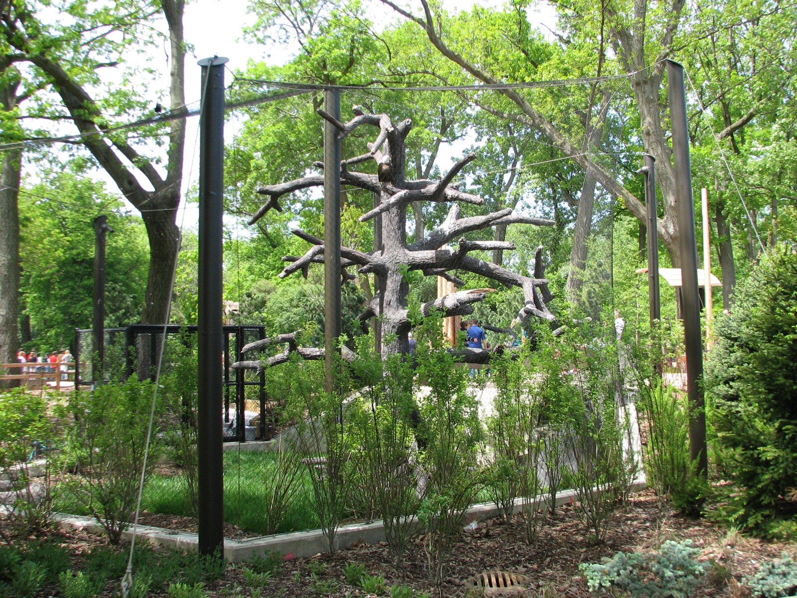 Great Bear Wilderness - Bald Eagle Exhibit