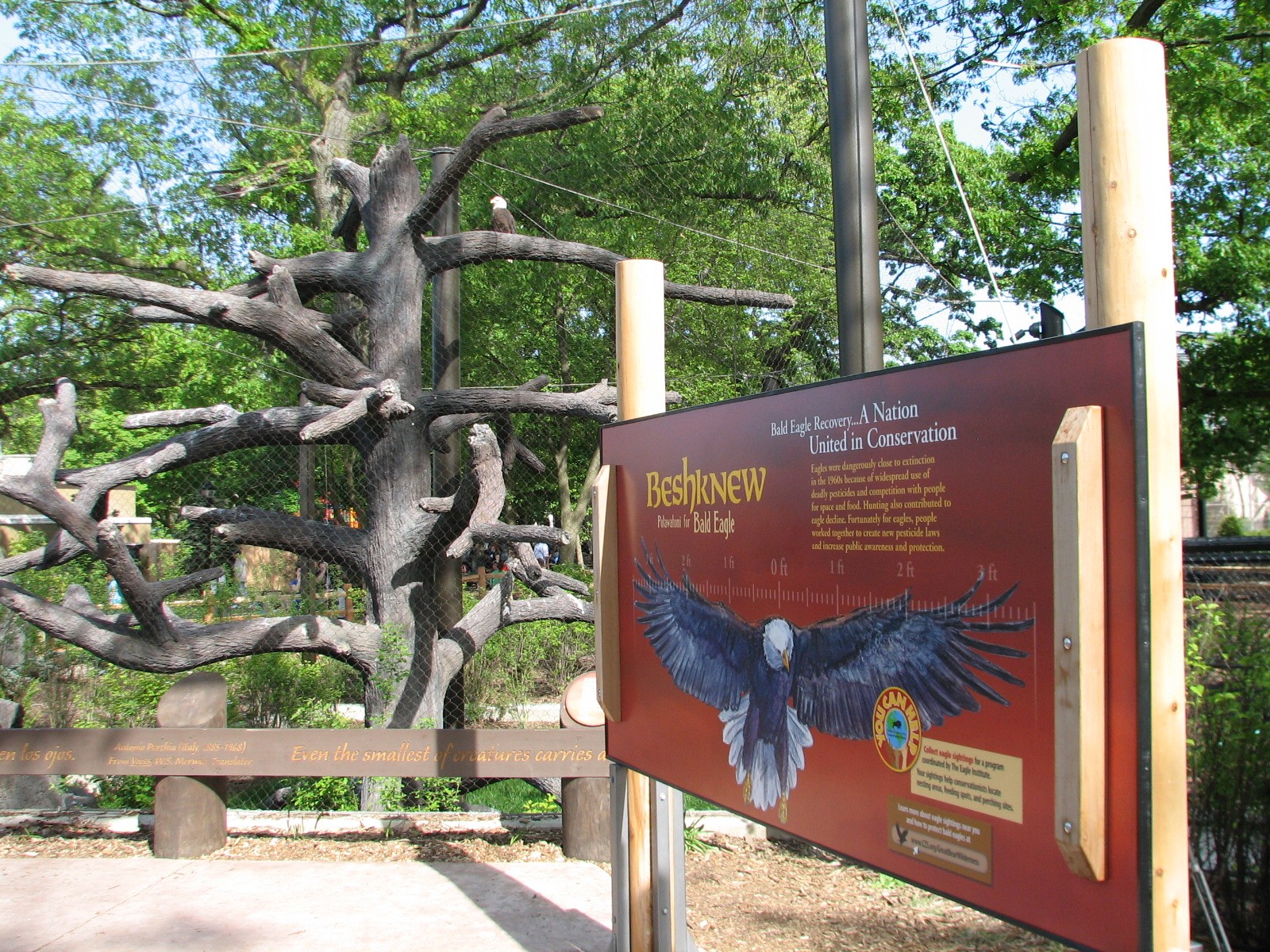 Great Bear Wilderness - Bald Eagle Exhibit