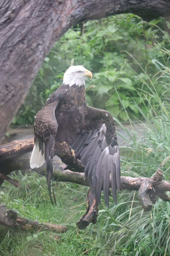 Great Bear Wilderness - Bald Eagle