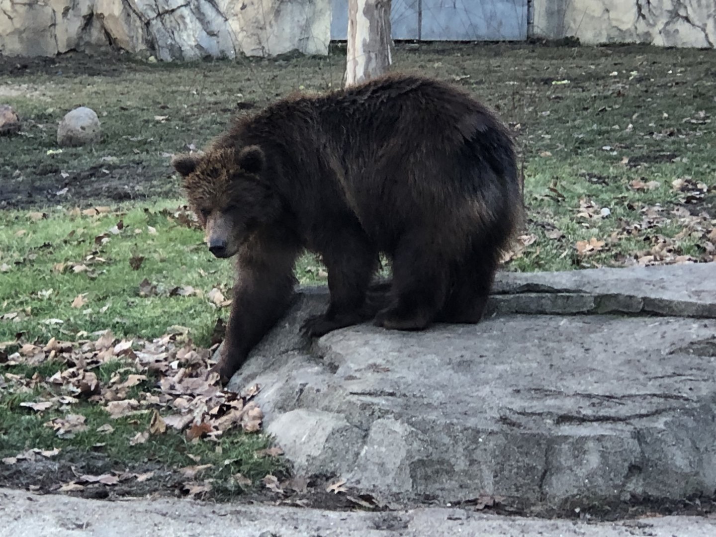 Great Bear Wilderness-Brown Bear cub