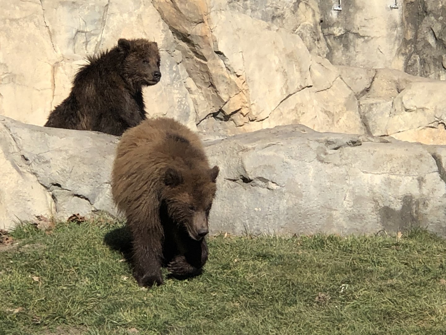 Great Bear Wilderness-Brown Bear cubs