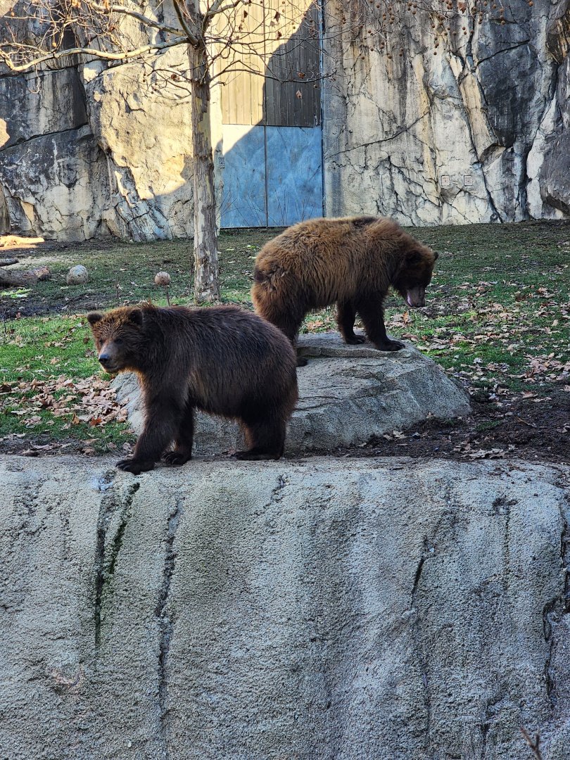 Great Bear Wilderness-Brown Bear cubs