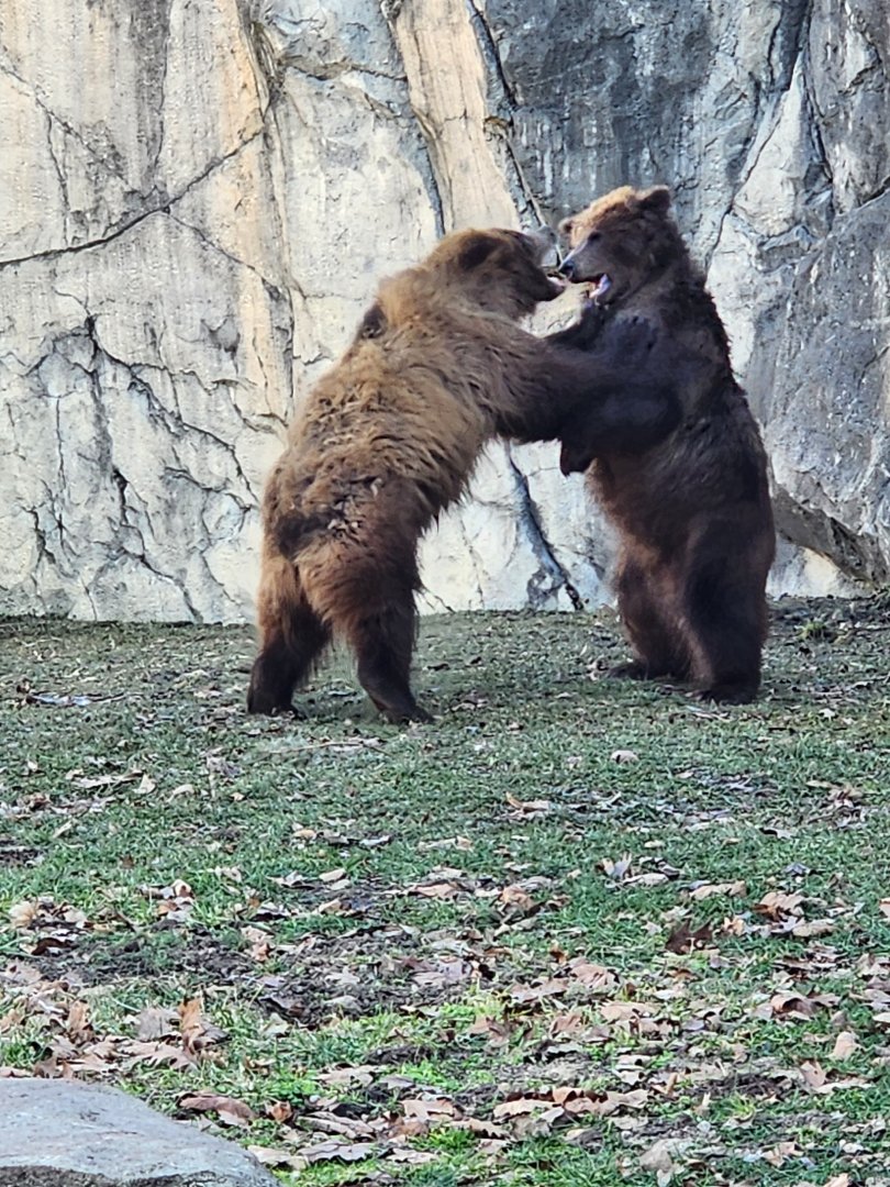 Great Bear Wilderness-Brown Bear cubs