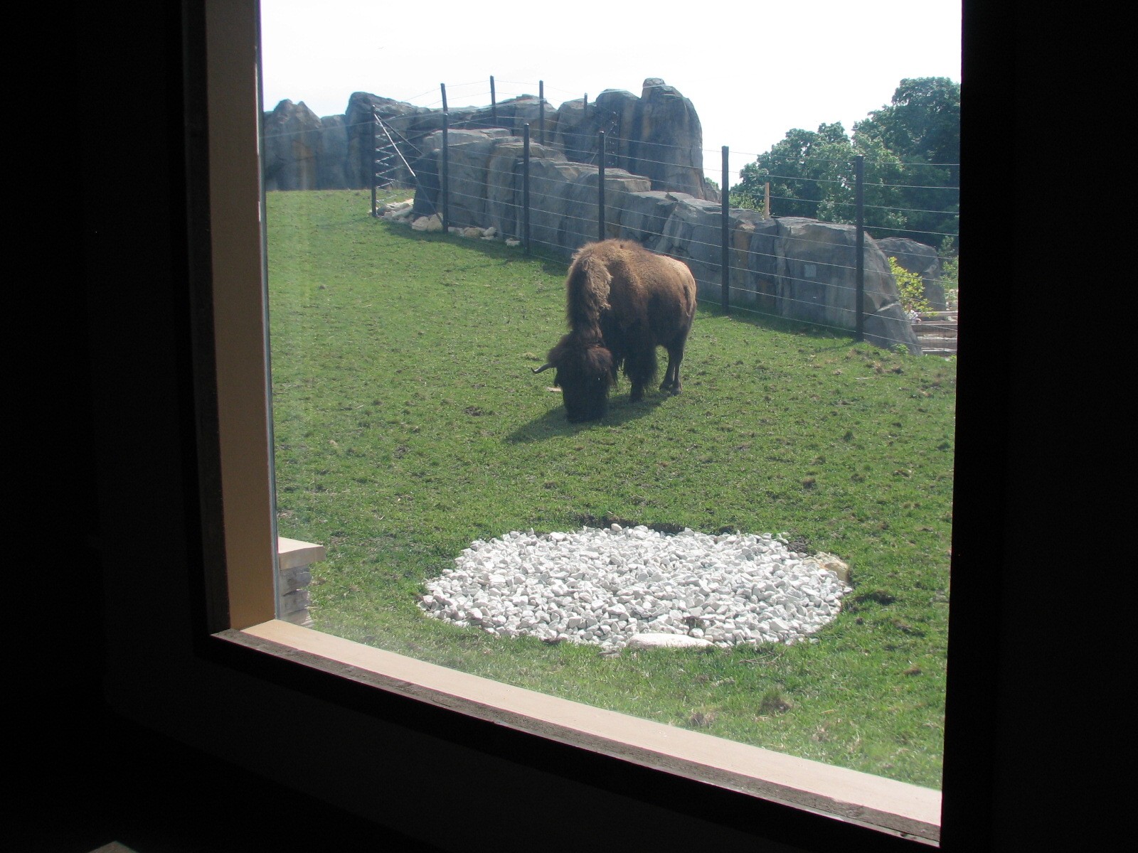 Great Bear Wilderness - Classroom - View of American Bison Exhibit