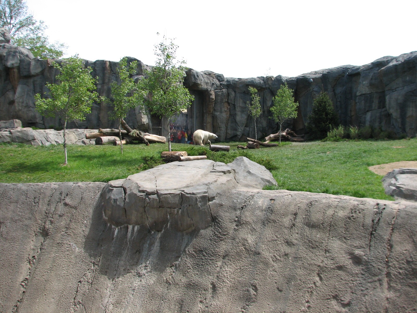 Great Bear Wilderness - First Polar Bear Exhibit - First Outdoor Viewing Ar