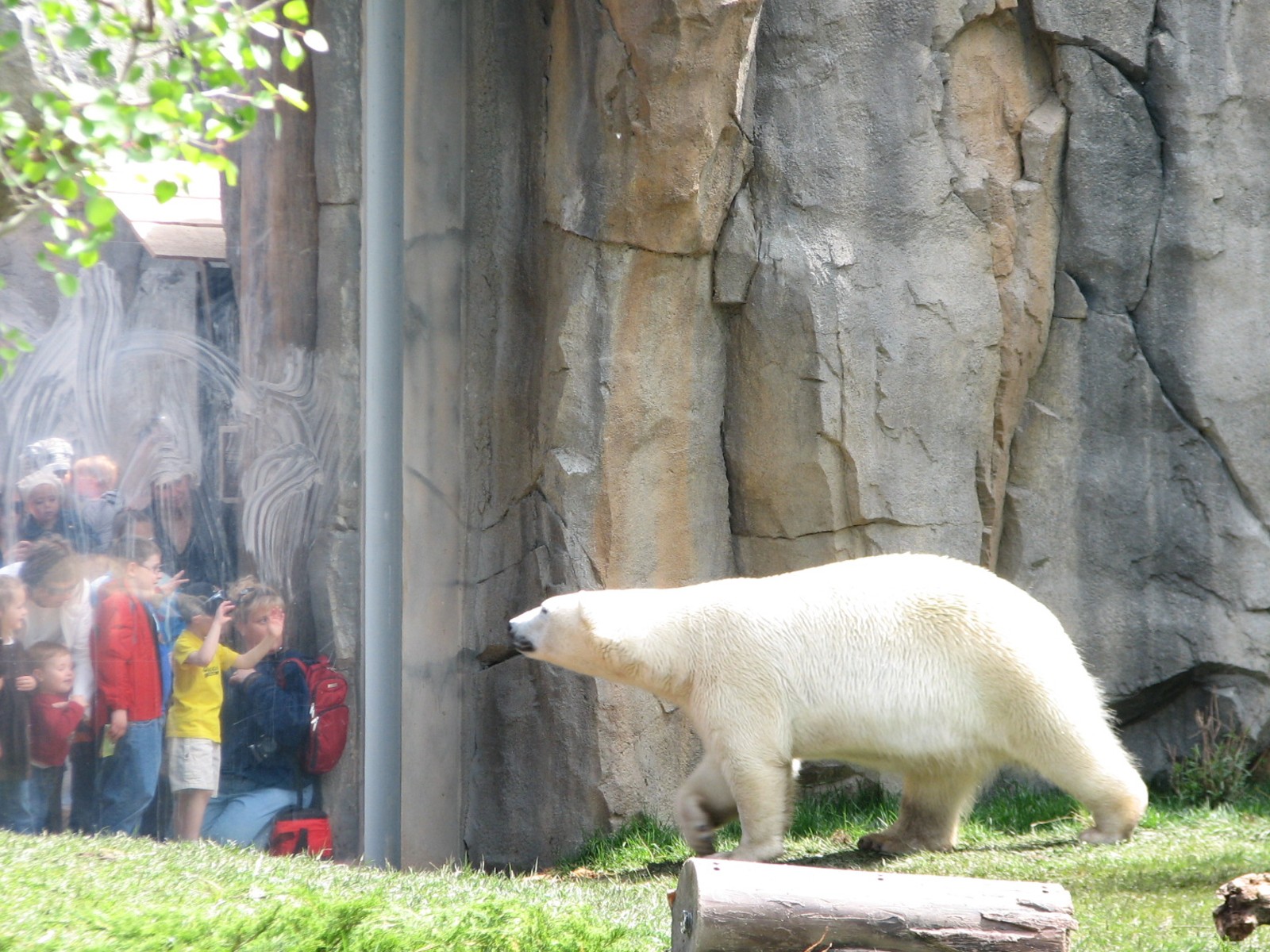 Great Bear Wilderness - First Polar Bear Exhibit