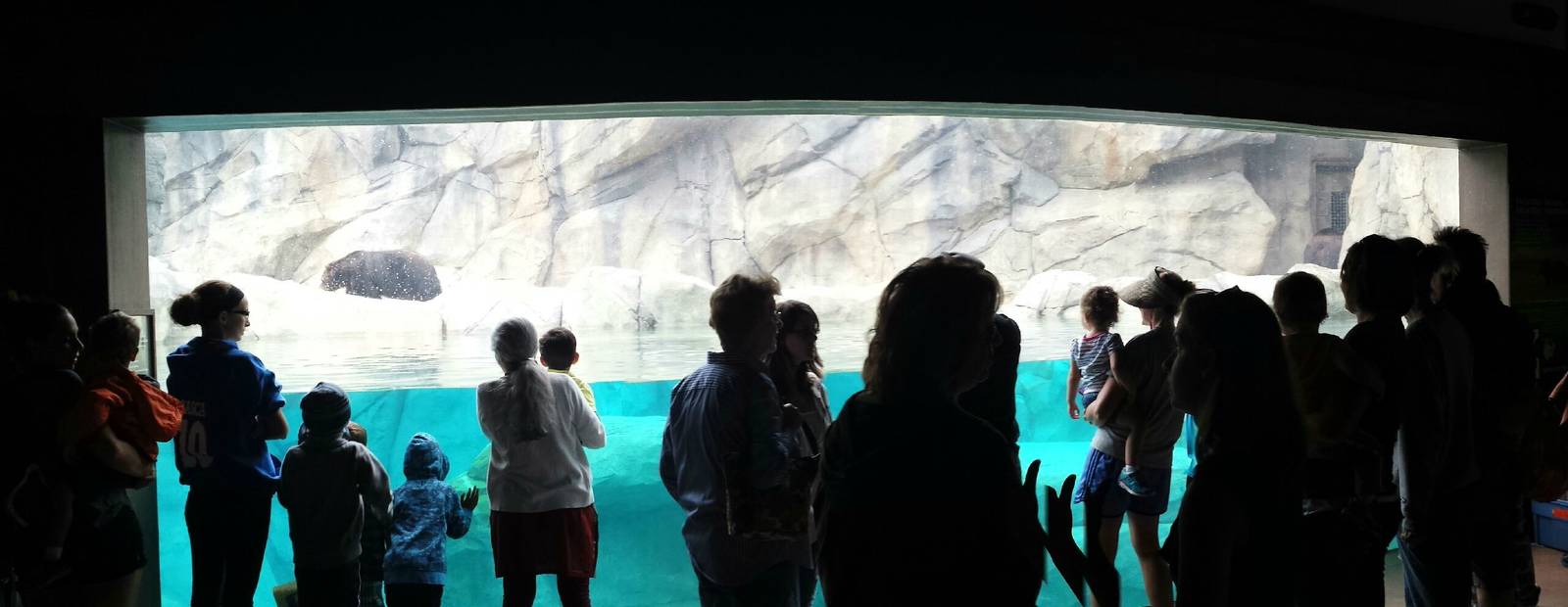 Great Bear Wilderness - Grizzly Bear Underwater Viewing