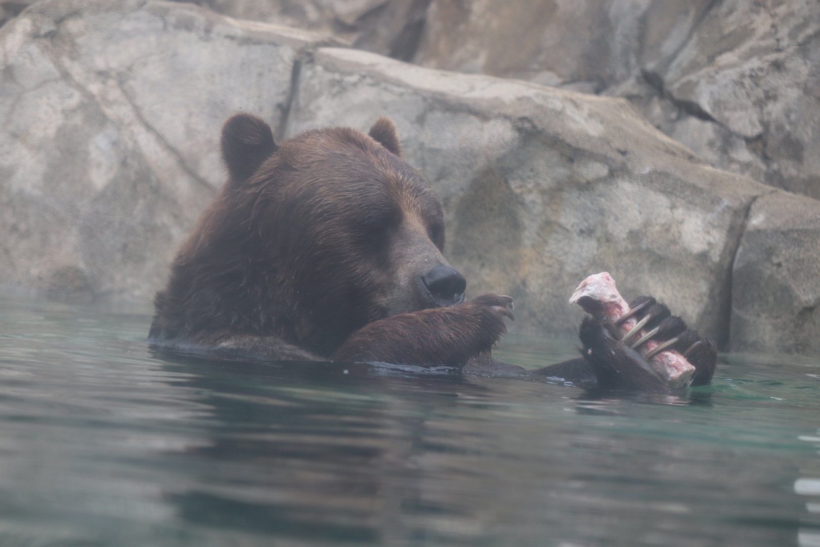 Great Bear Wilderness - Grizzly Bear