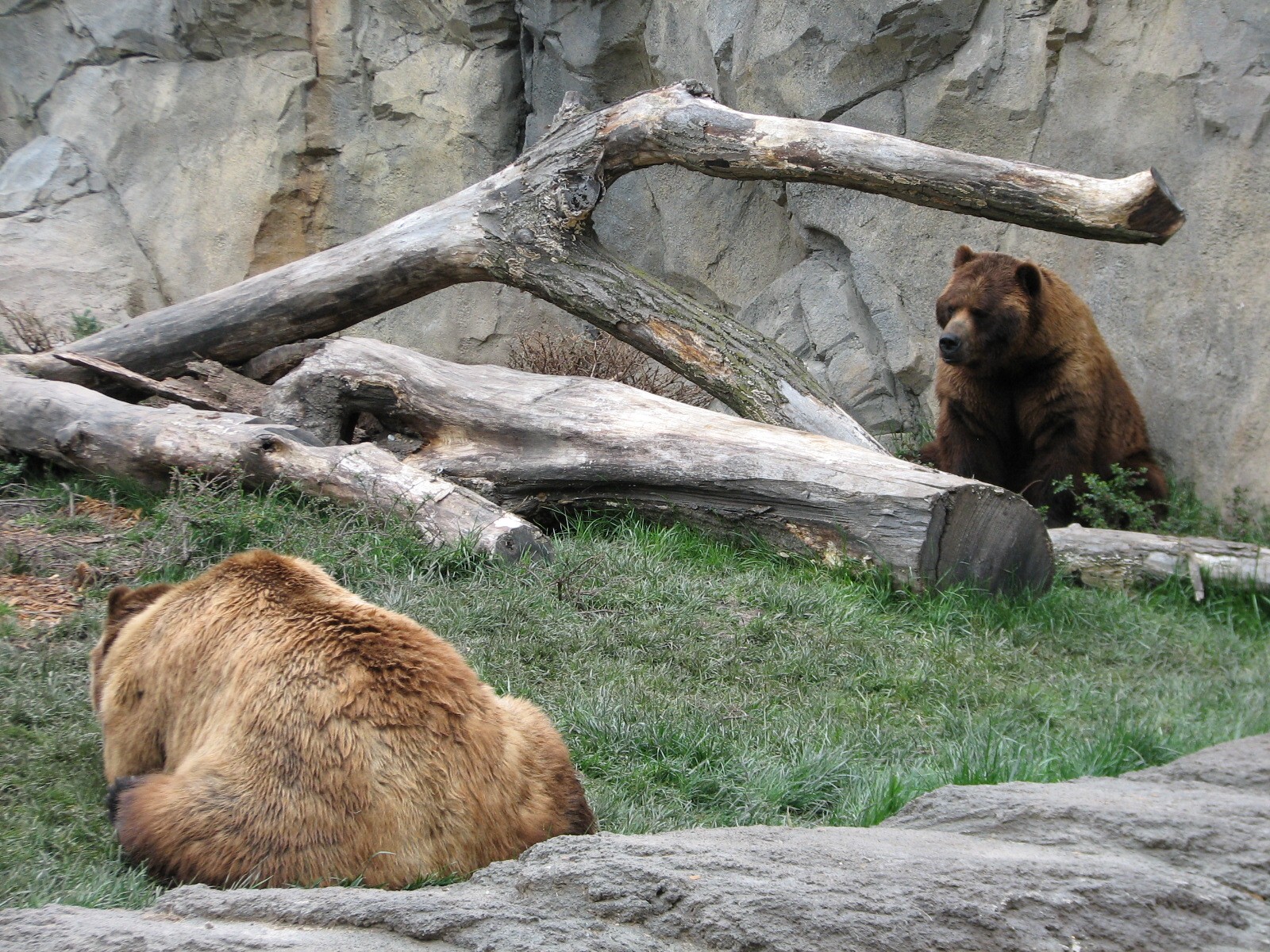 Great Bear Wilderness - Grizzly Bears