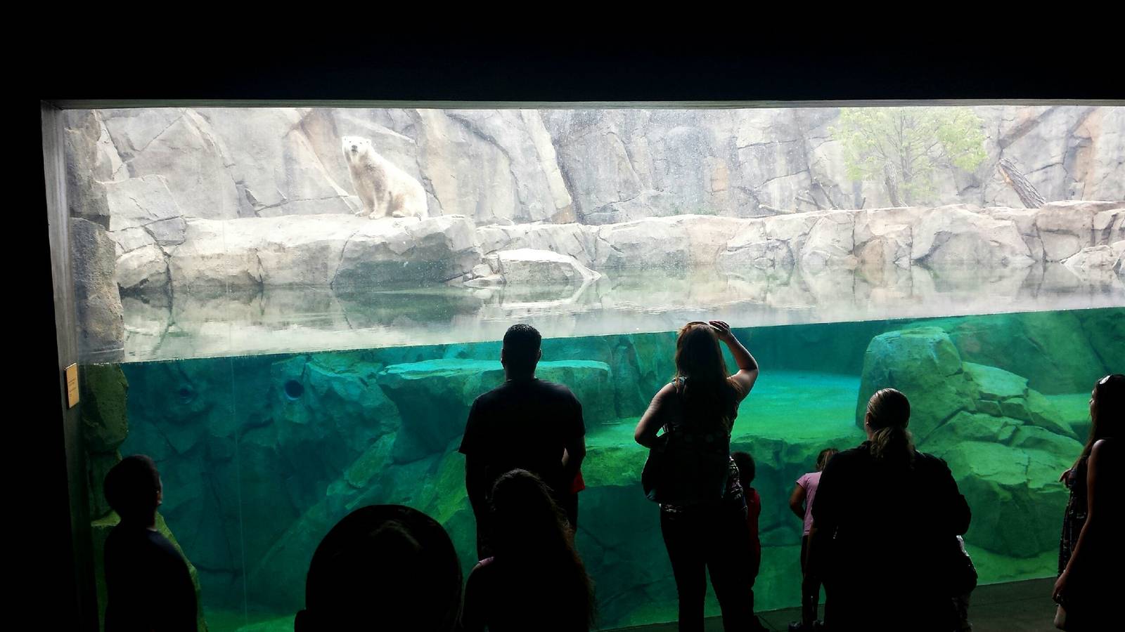 Great Bear Wilderness - Polar Bear Underwater Viewing