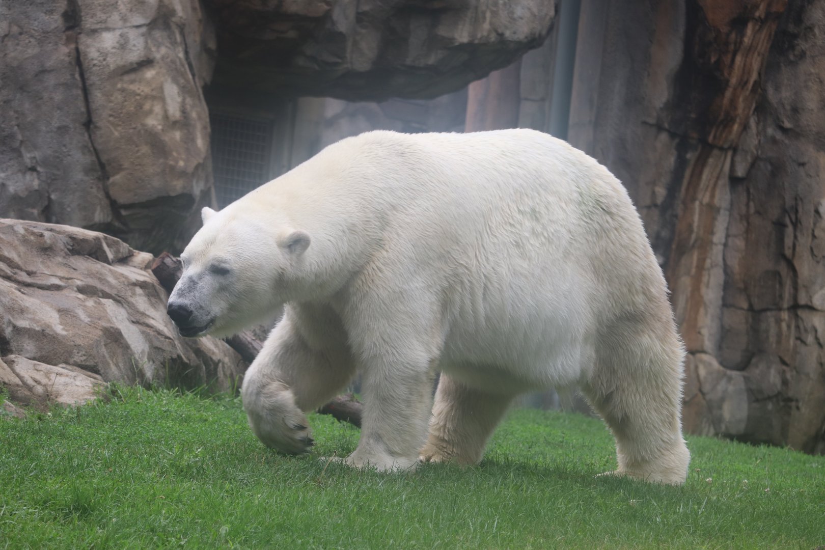 Great Bear Wilderness - Polar Bear