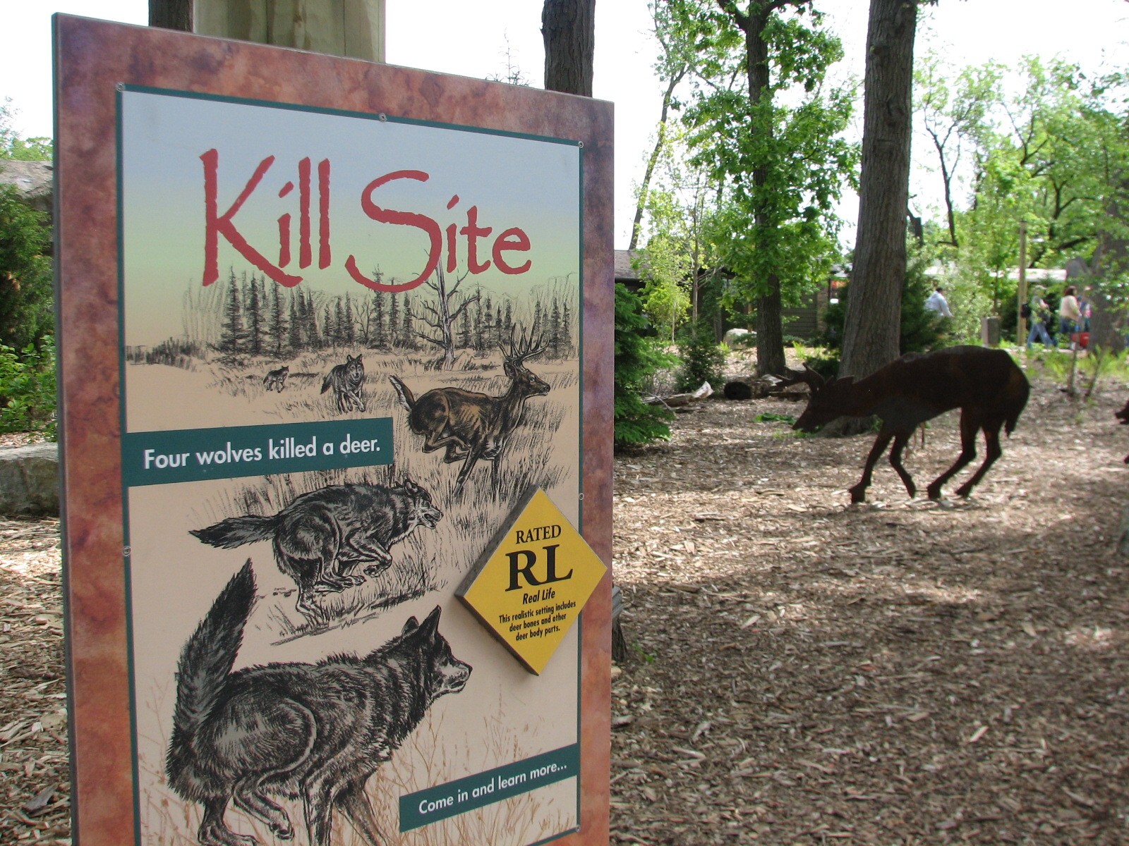 Great Bear Wilderness - Wolf Woods - Kill Site Interpretive Area