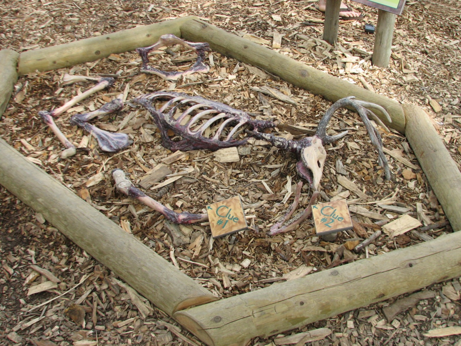 Great Bear Wilderness - Wolf Woods - Kill Site Interpretive Area