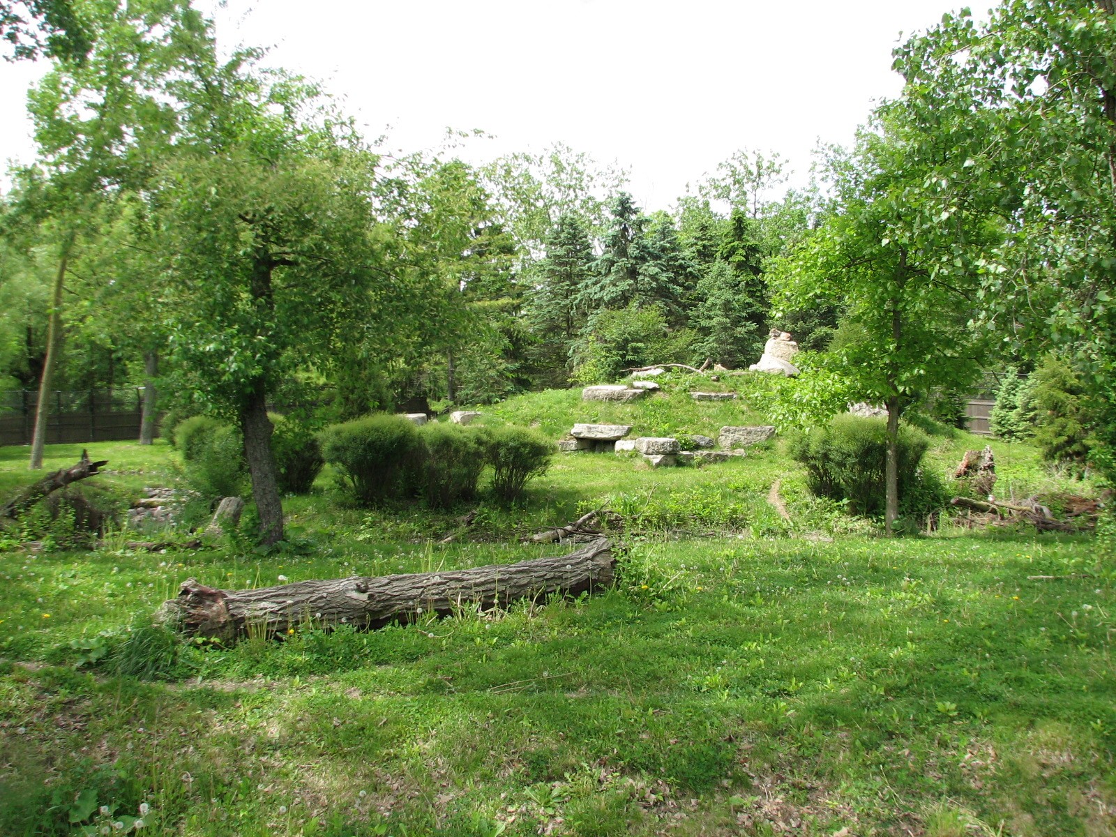 Great Bear Wilderness - Wolf Woods - Mexican Gray Wolf Exhibit