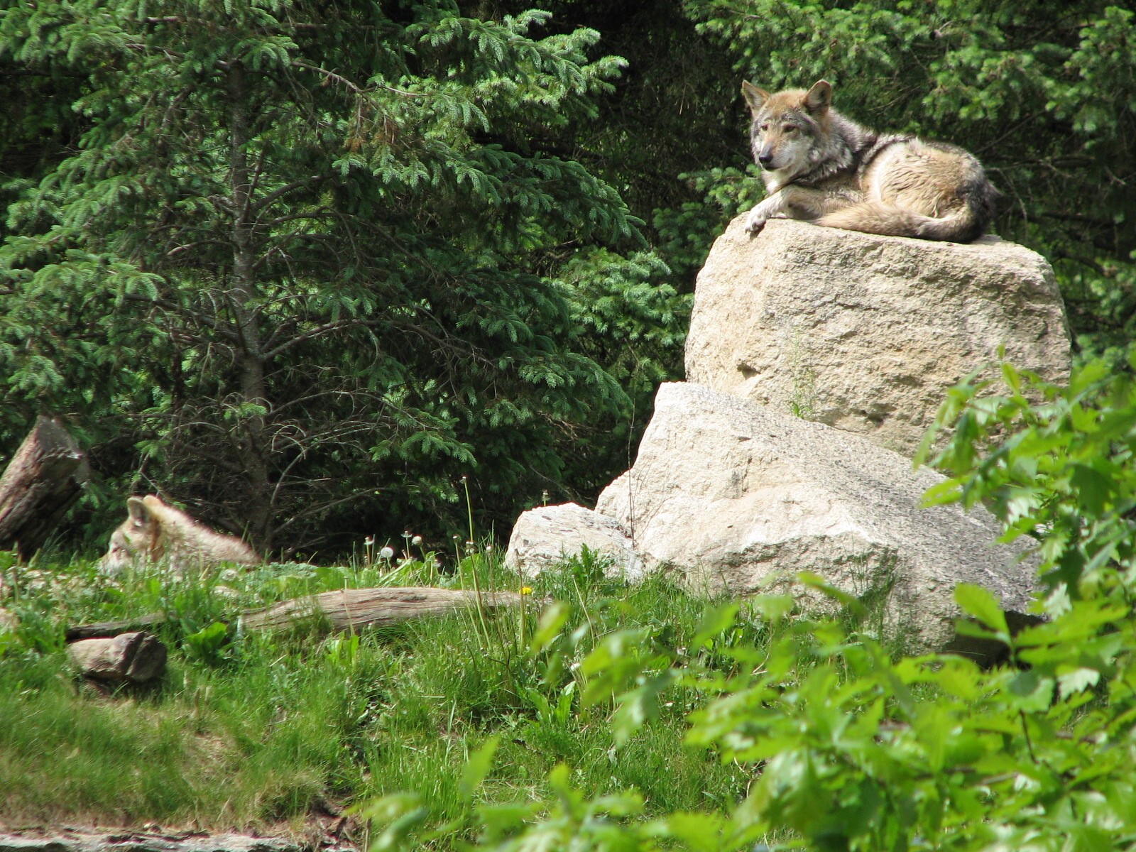 Great Bear Wilderness - Wolf Woods - Mexican Gray Wolf
