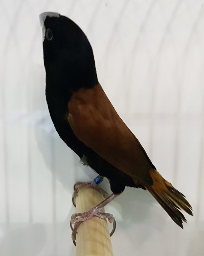 Great-billed mannikin - Lonchura grandis