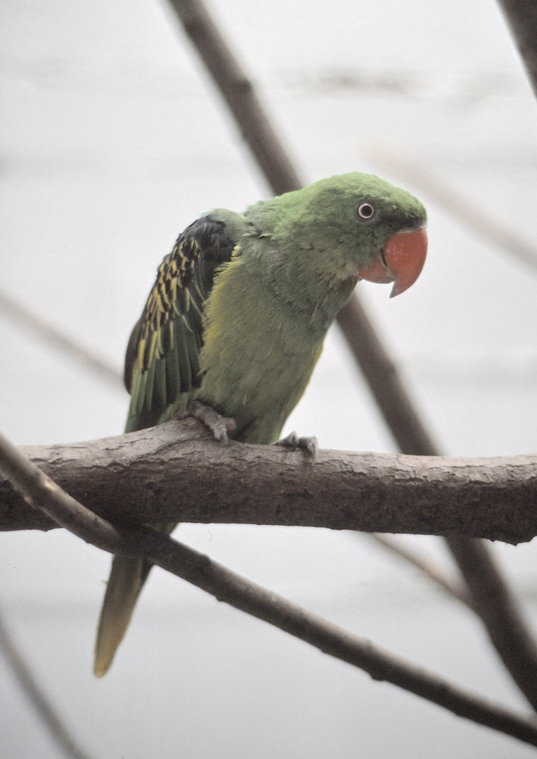 Great-billed parrot, 1983