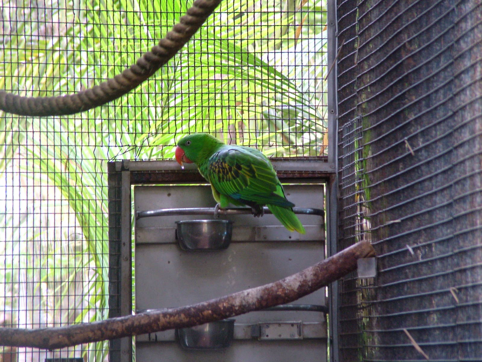 Great-billed Parrot at Loro Parque, 08/11/10