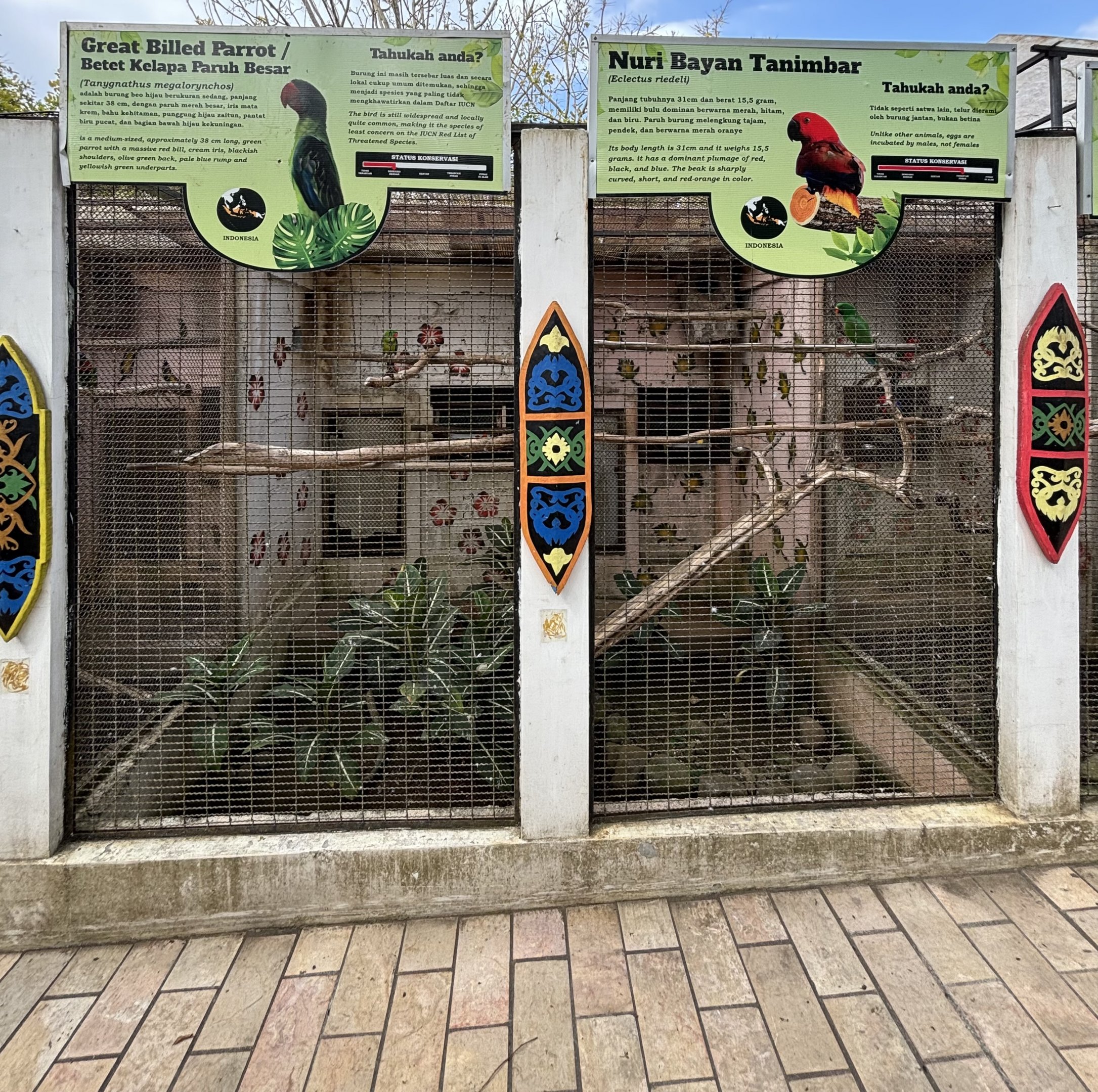 Great Billed Parrot + Tanimbar Eclectus Aviaries