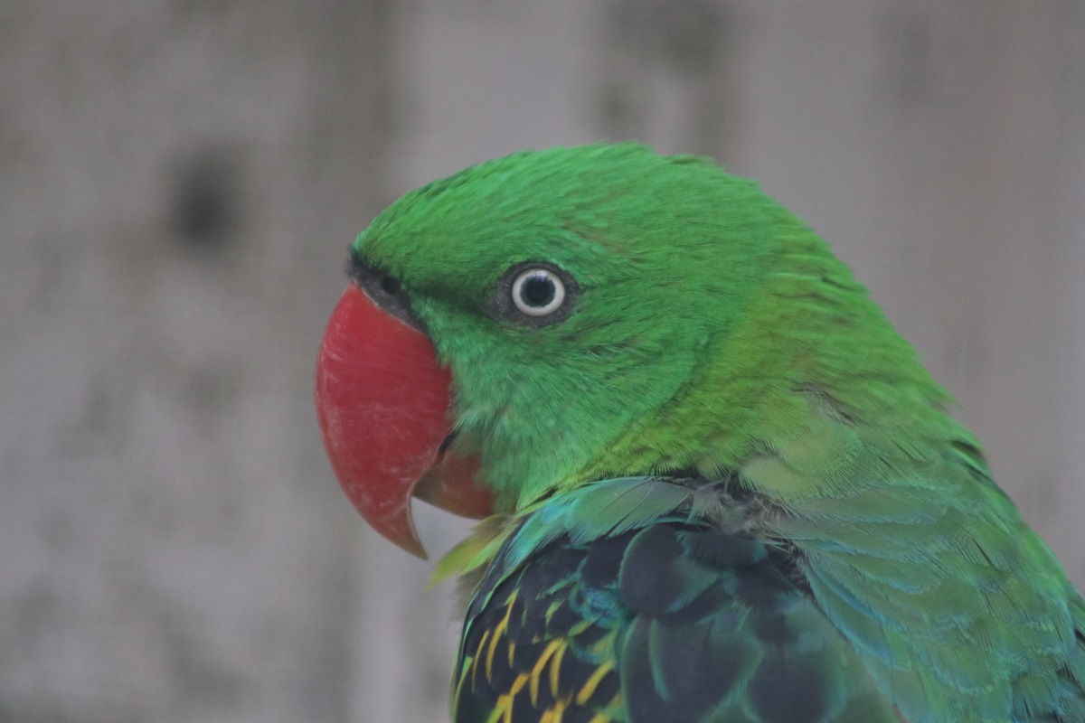 Great-billed Parrot (Tanygnathus megalorynchos)