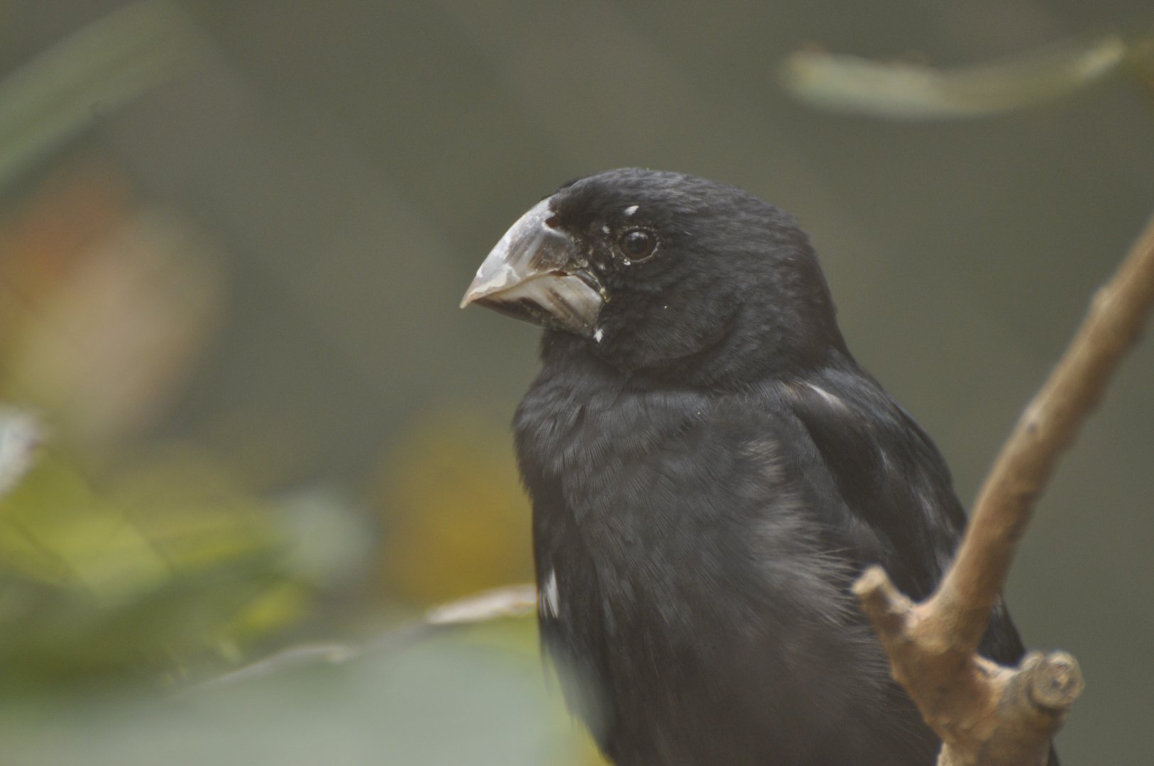 Great-billed Seed Finch (Oryzoborus maximiliani)