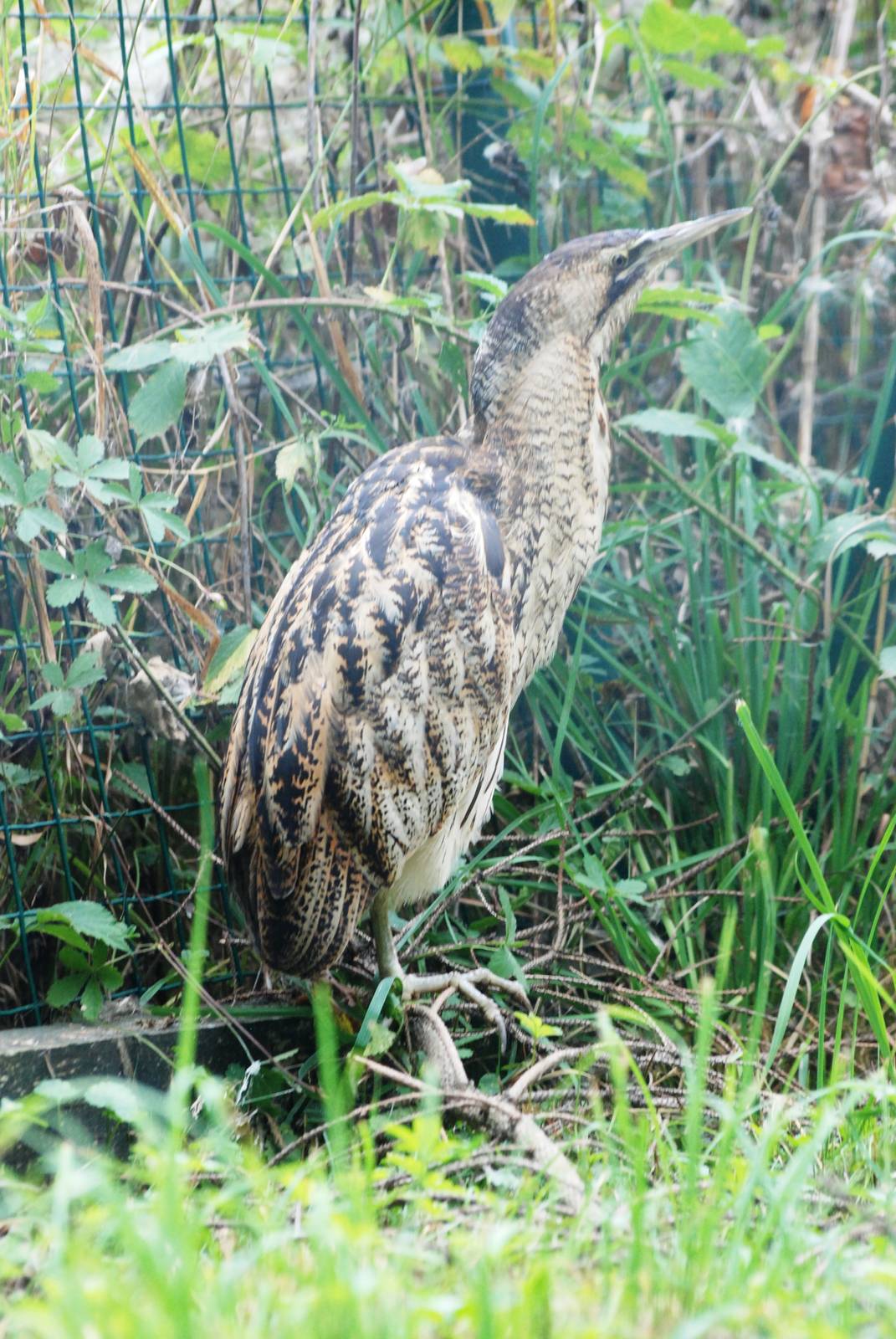 Great Bittern at Chomutov, 30/08/12