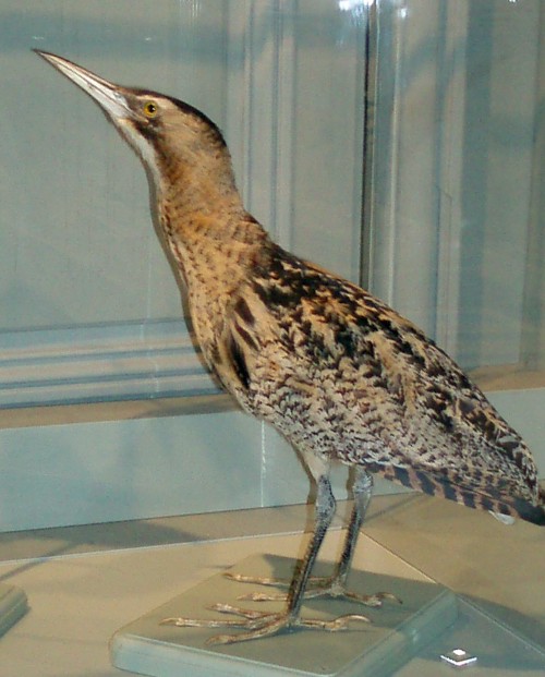Great Bittern (Botaurus stellaris) (taxidermy)