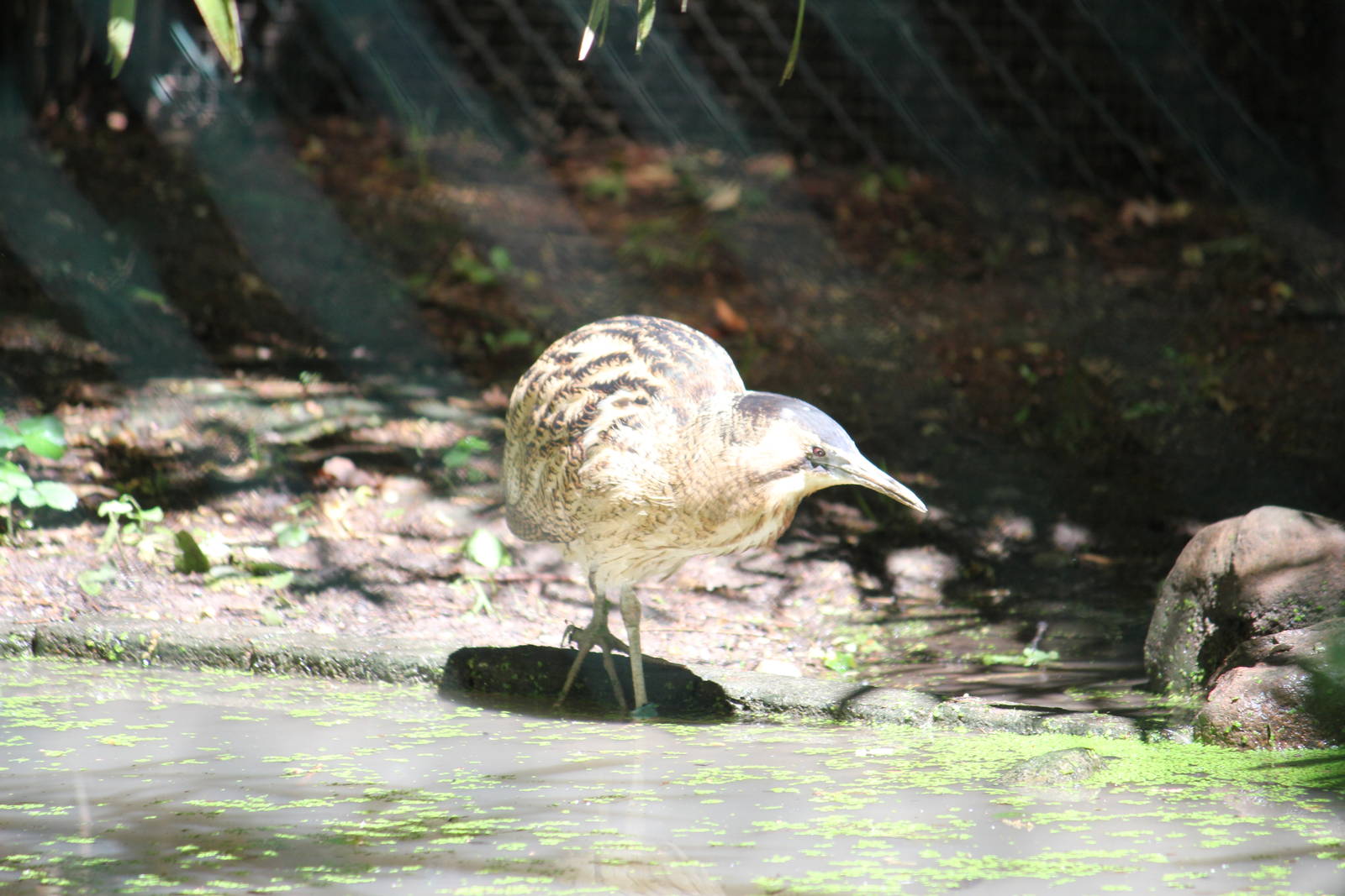 Great bittern