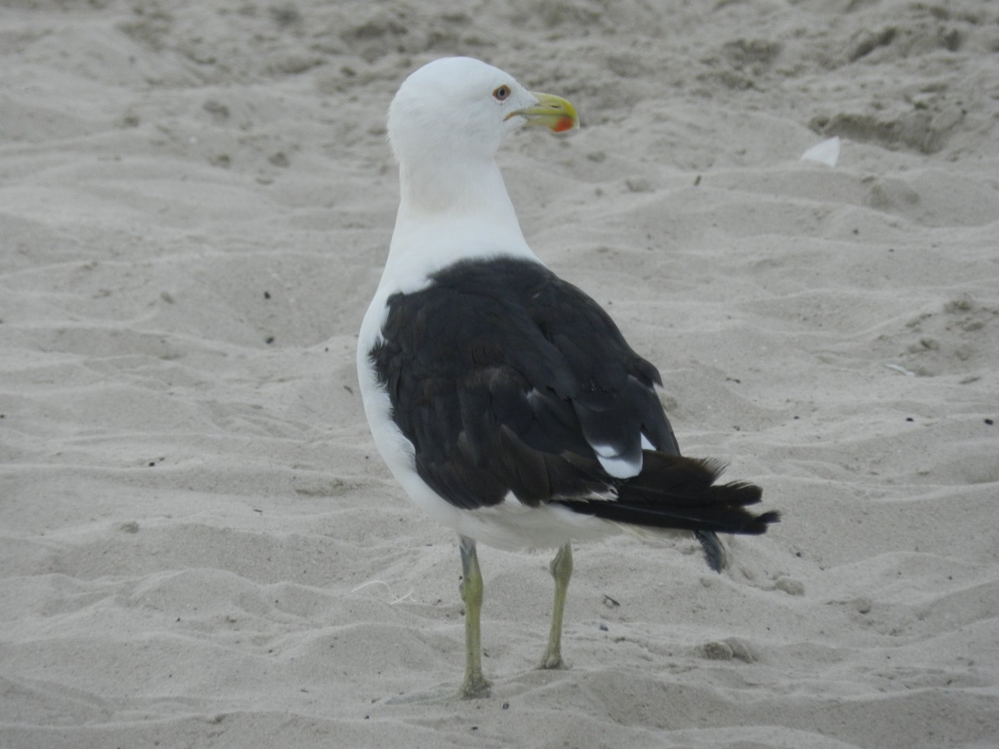 Great black-backed gull - Arraial do Cabo, RJ Brazil