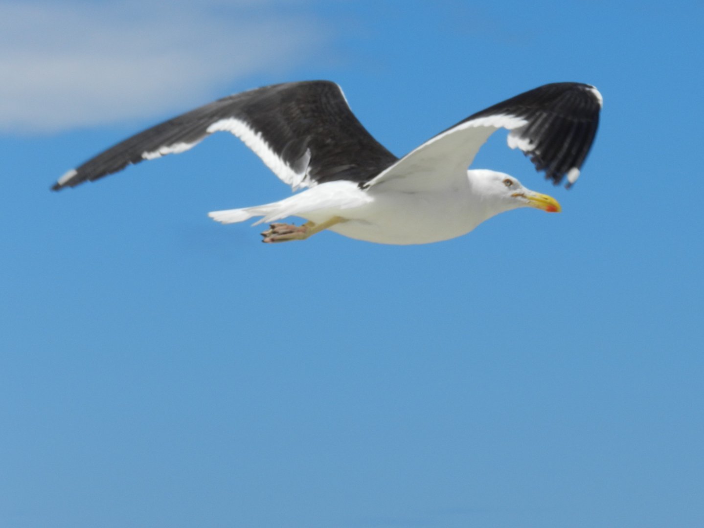 Great black-backed gull - Arraial do Cabo, RJ Brazil